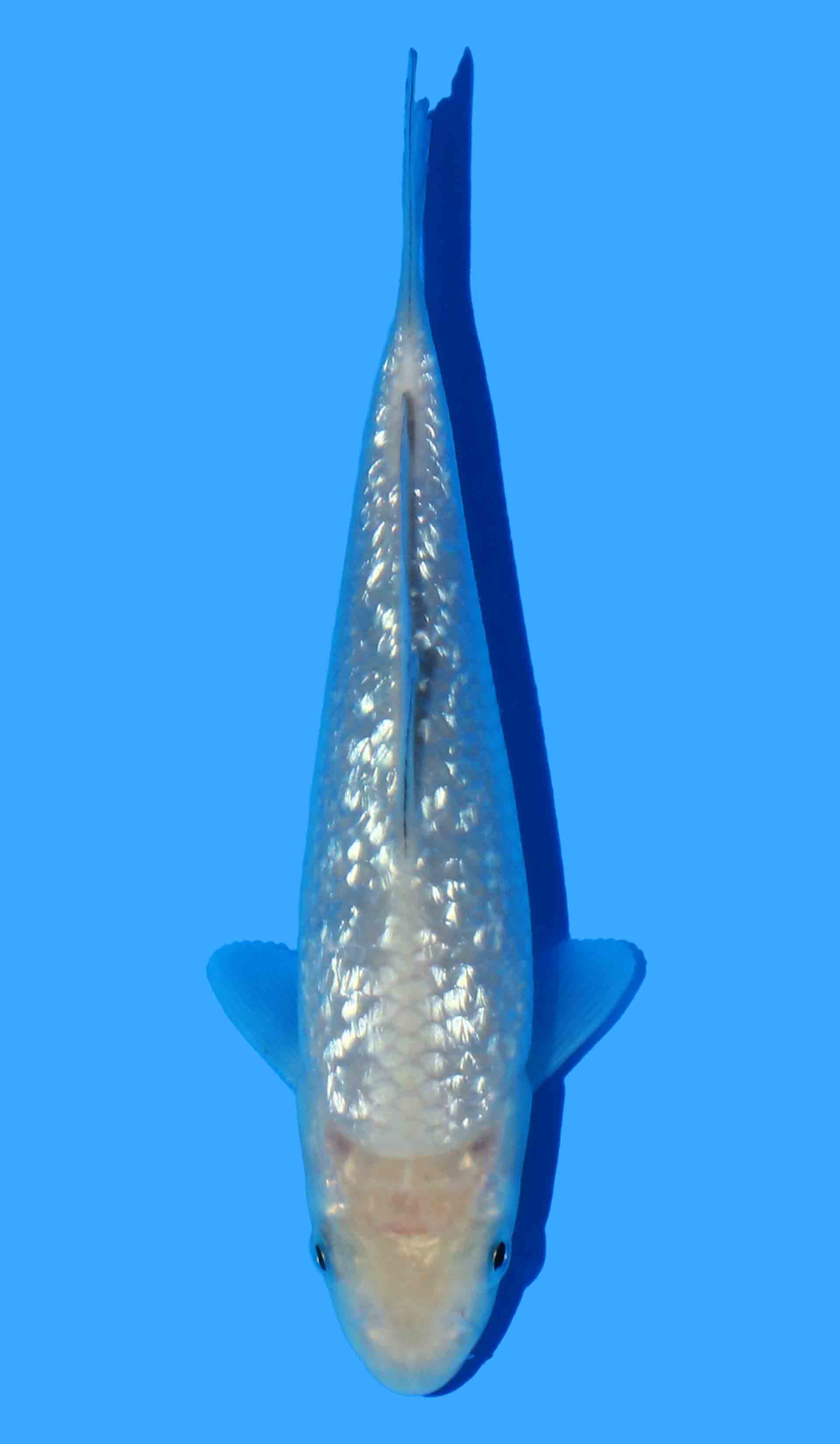 Gin Rin Soragoi from Yellow Monkey