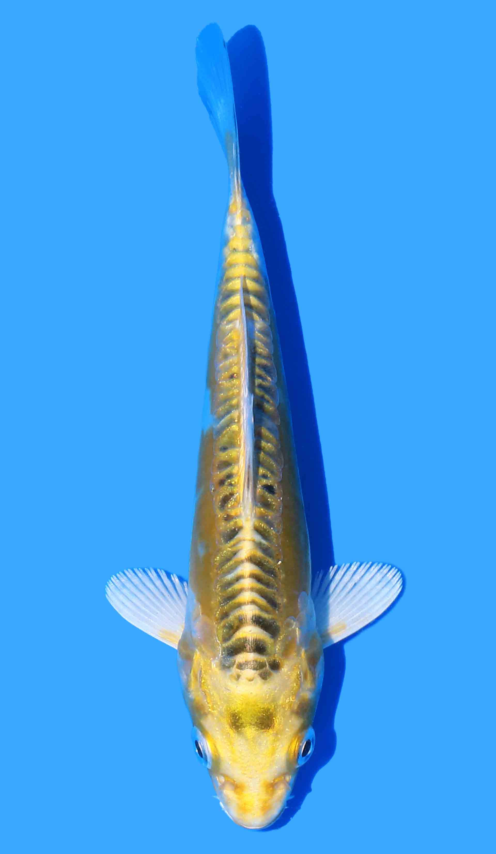 Ki Kikokuryu aka Yellow Dragon