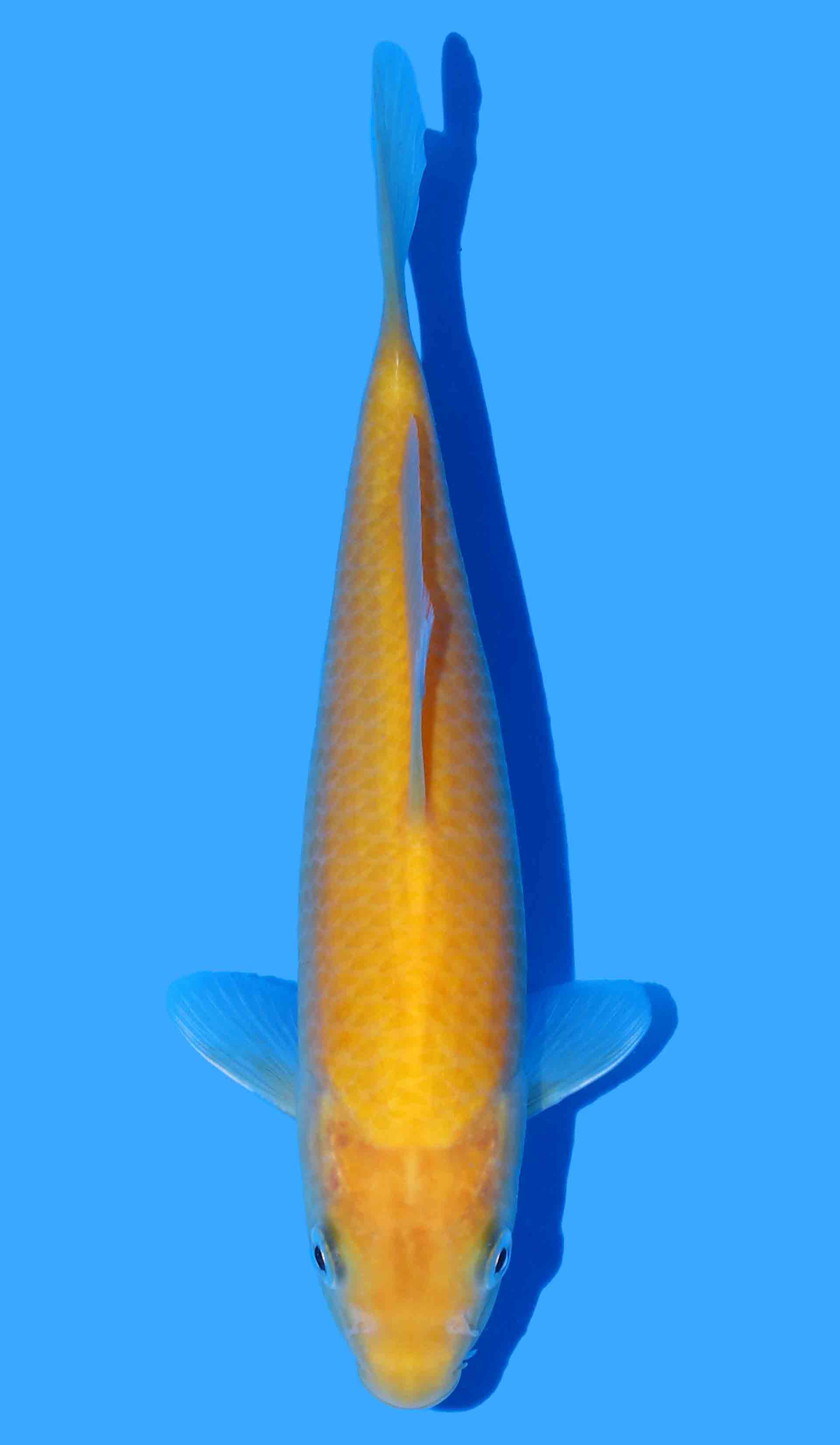 Karashigoi from Yagenji