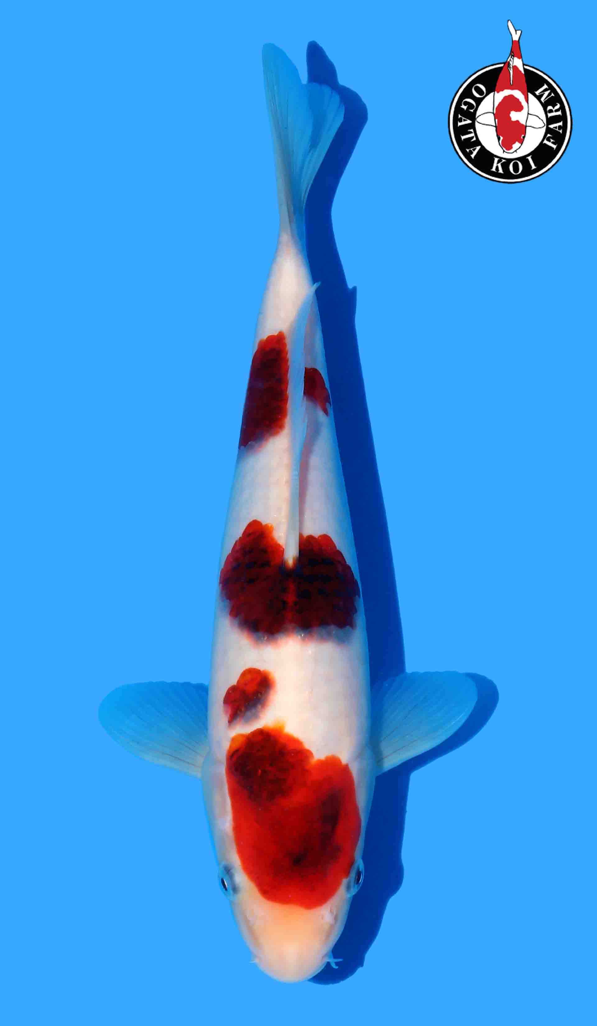 Budo Goromo from Ogata Black Budo Line