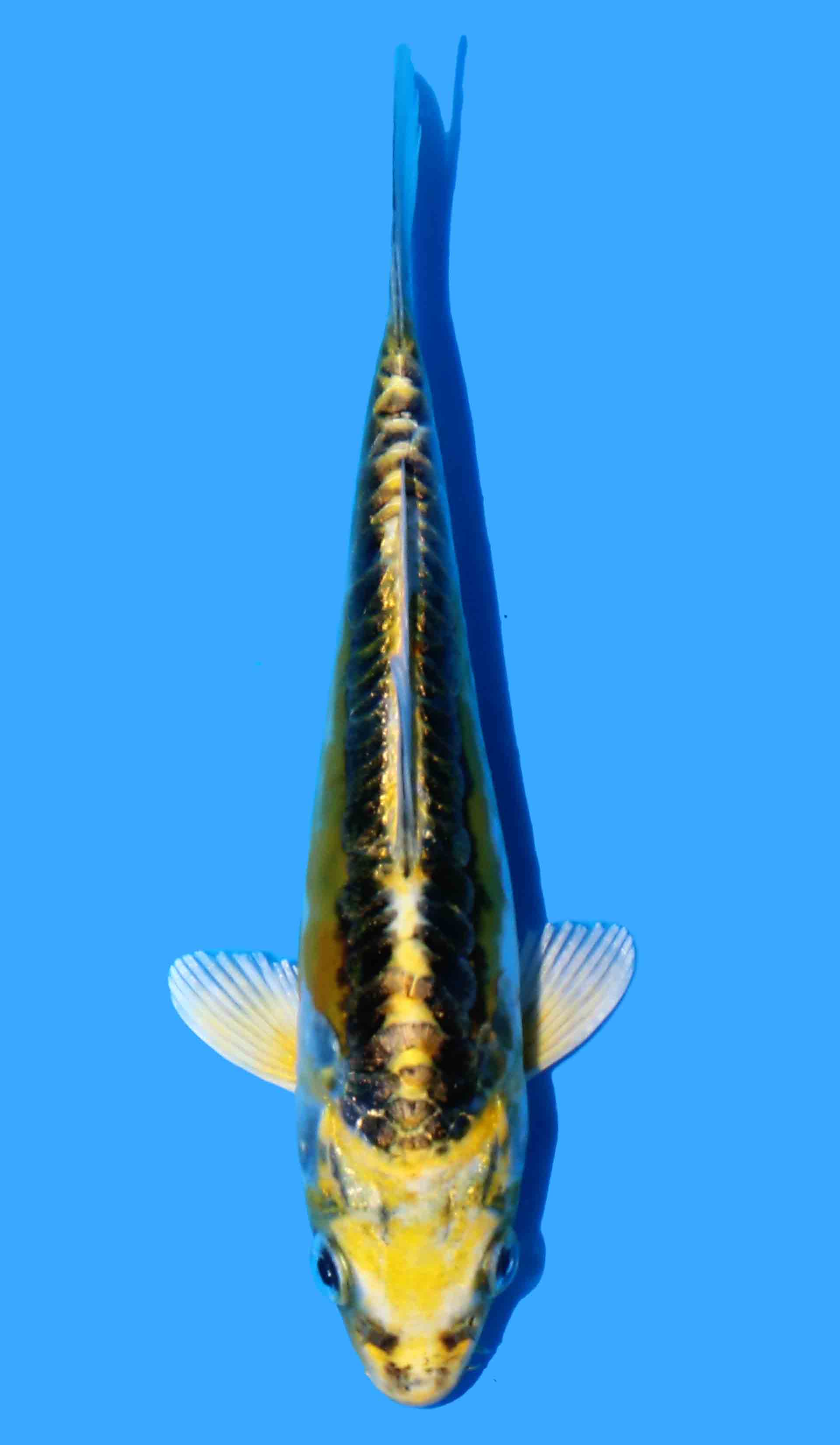Doitsu Ki Kujaku (Yellow Dragon)