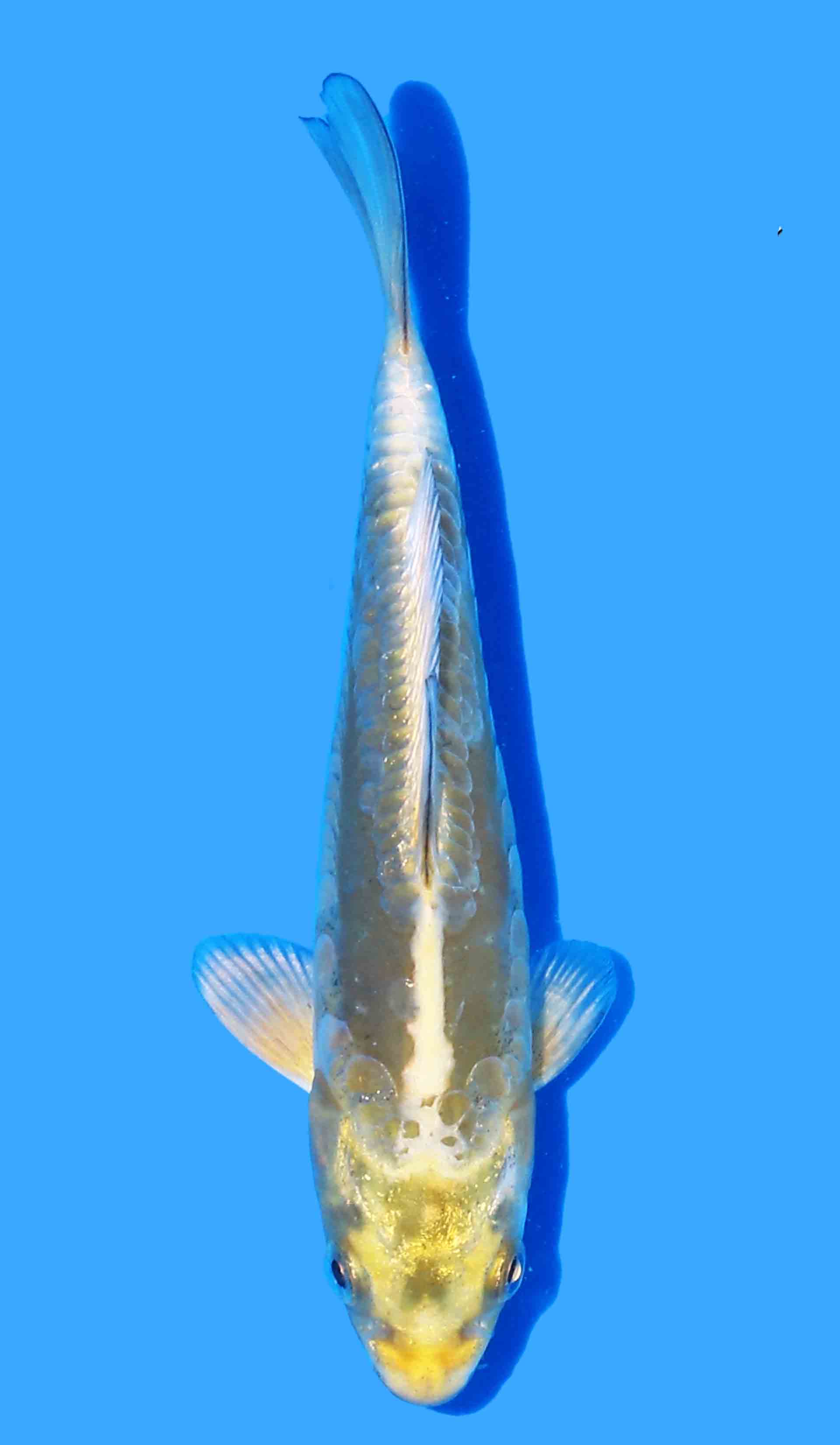 Doitsu Mukashi Ogon