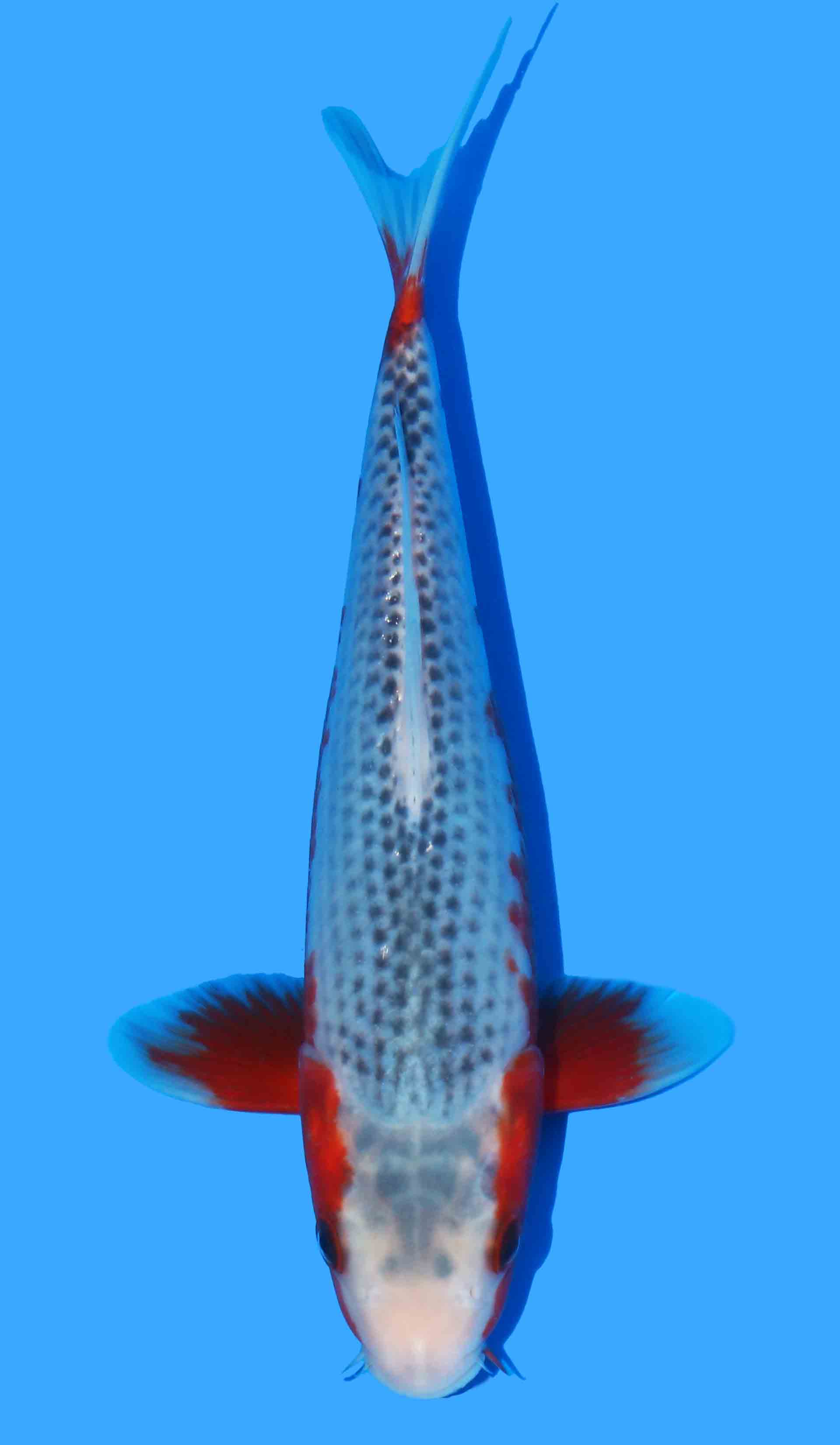 Asagi from Golden Corn