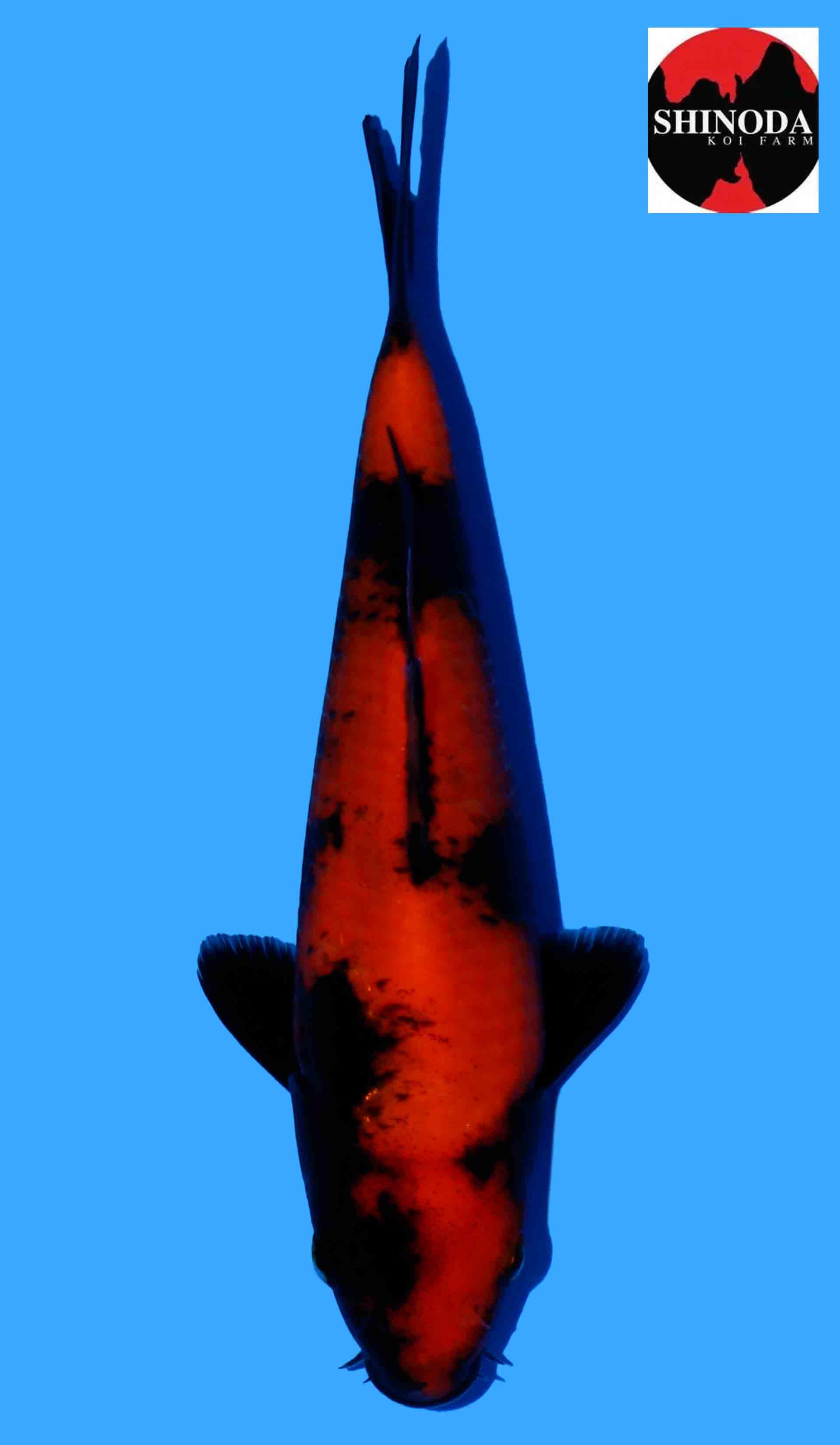 Hi Utsuri from Shinoda