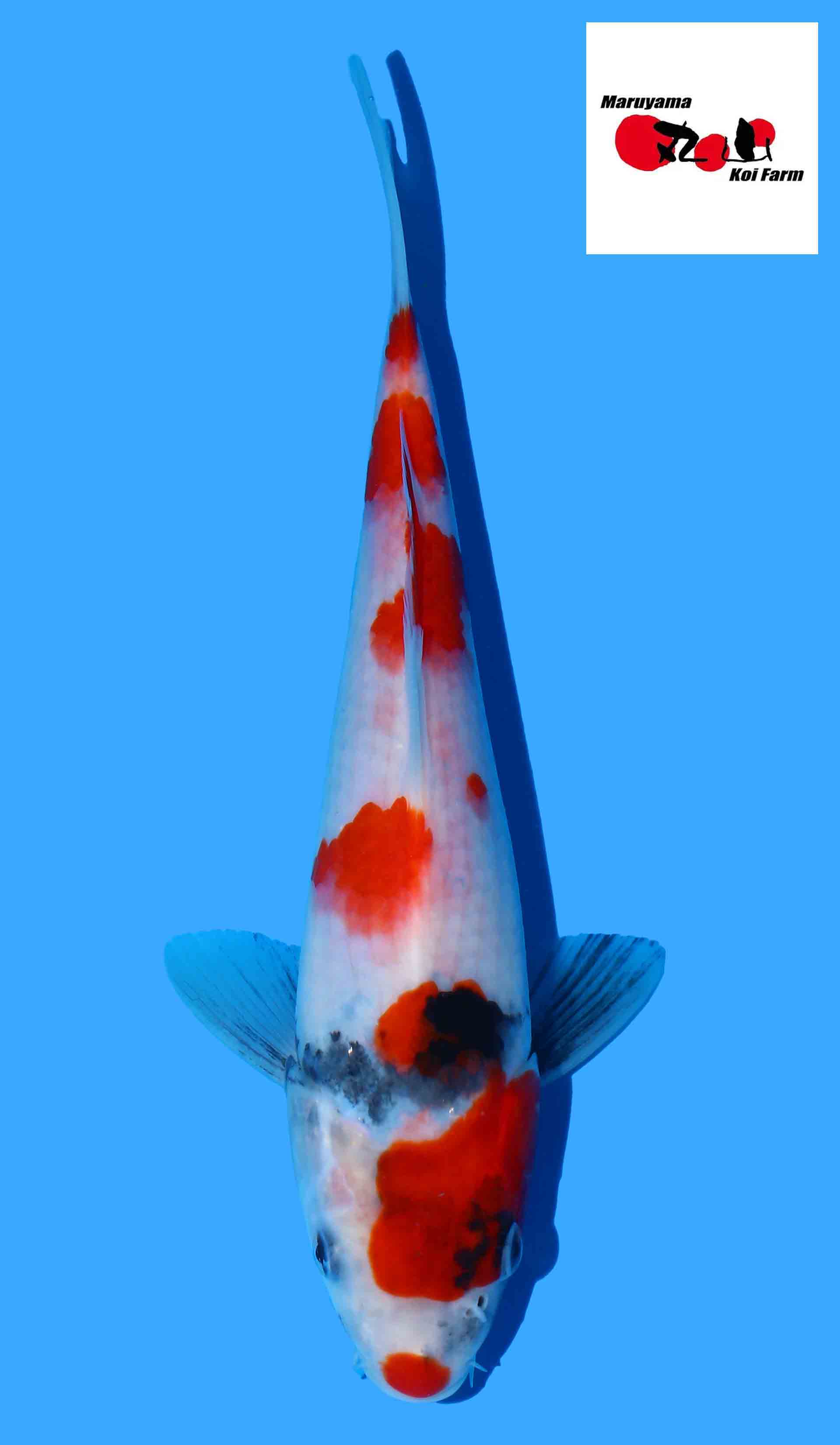 Kindai Showa from Maruyama