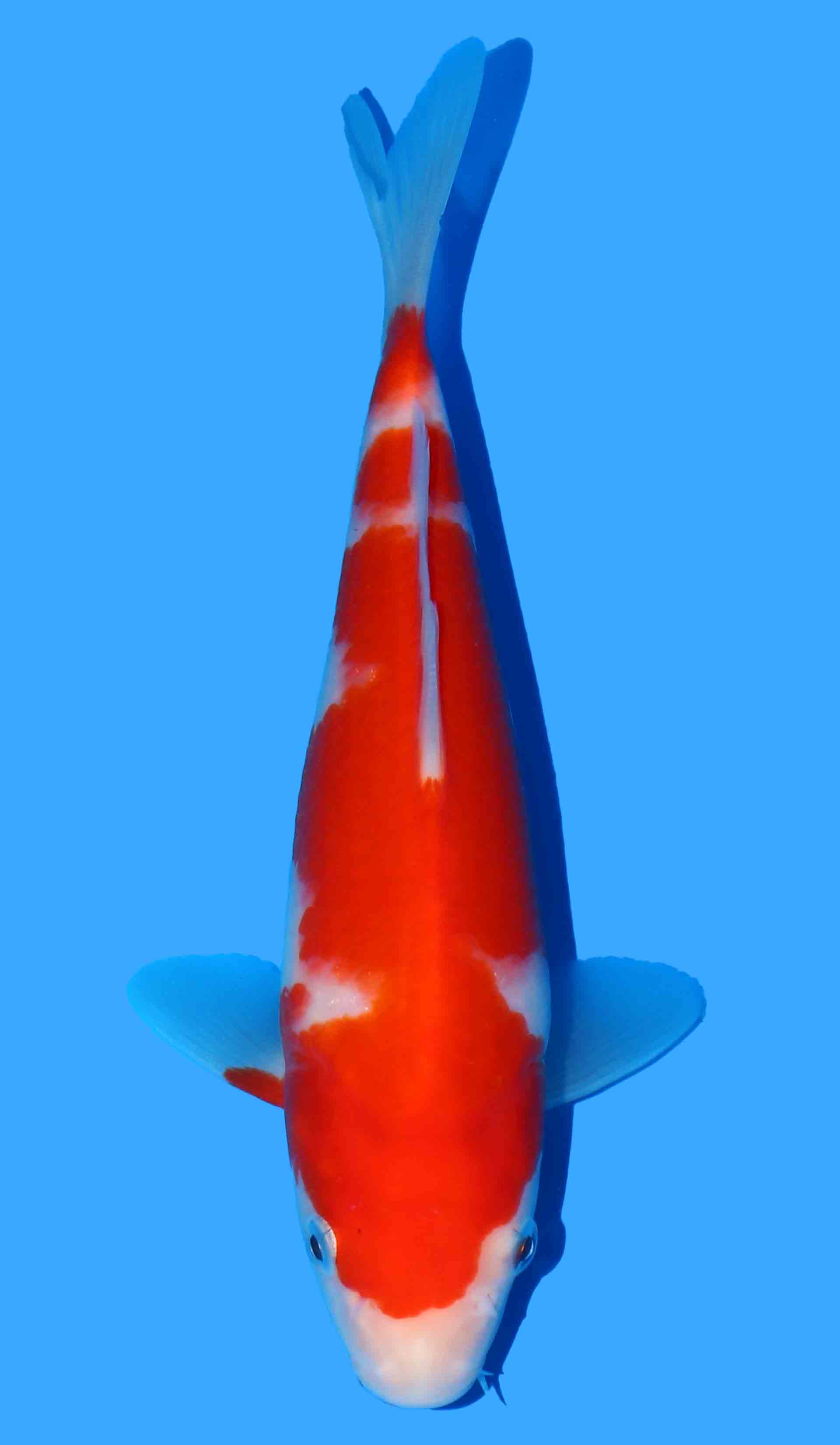 Kohaku from Maruyama