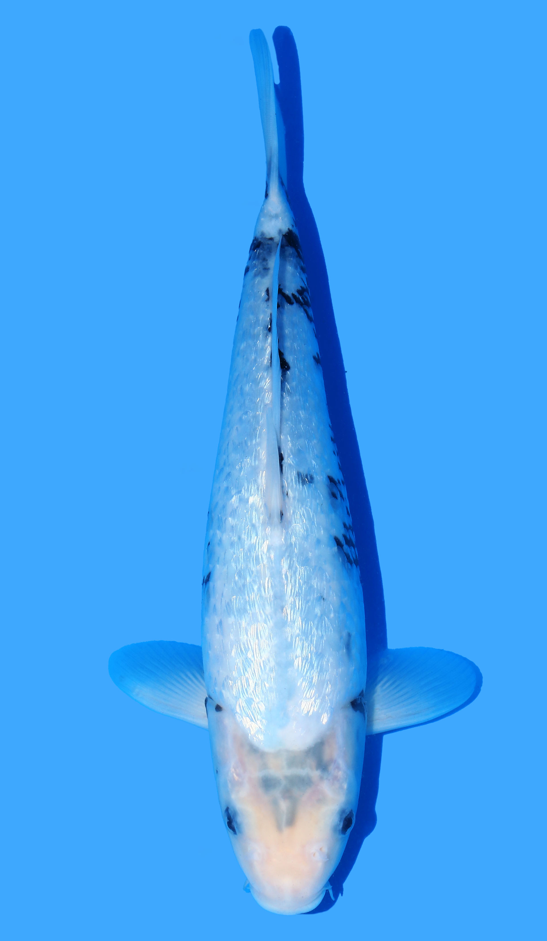 Gin Rin Matsukawabake