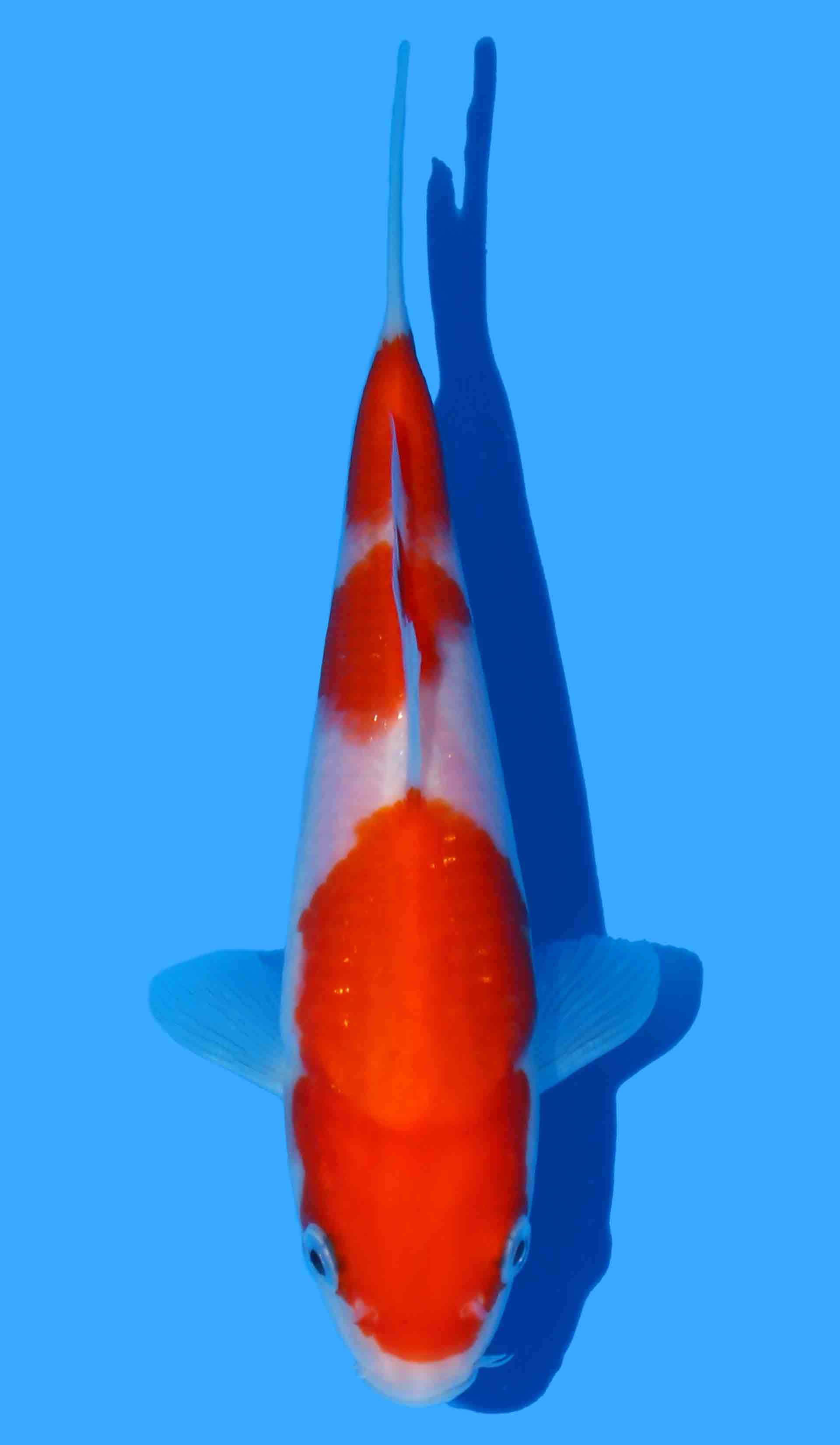 Kohaku from Maruyama