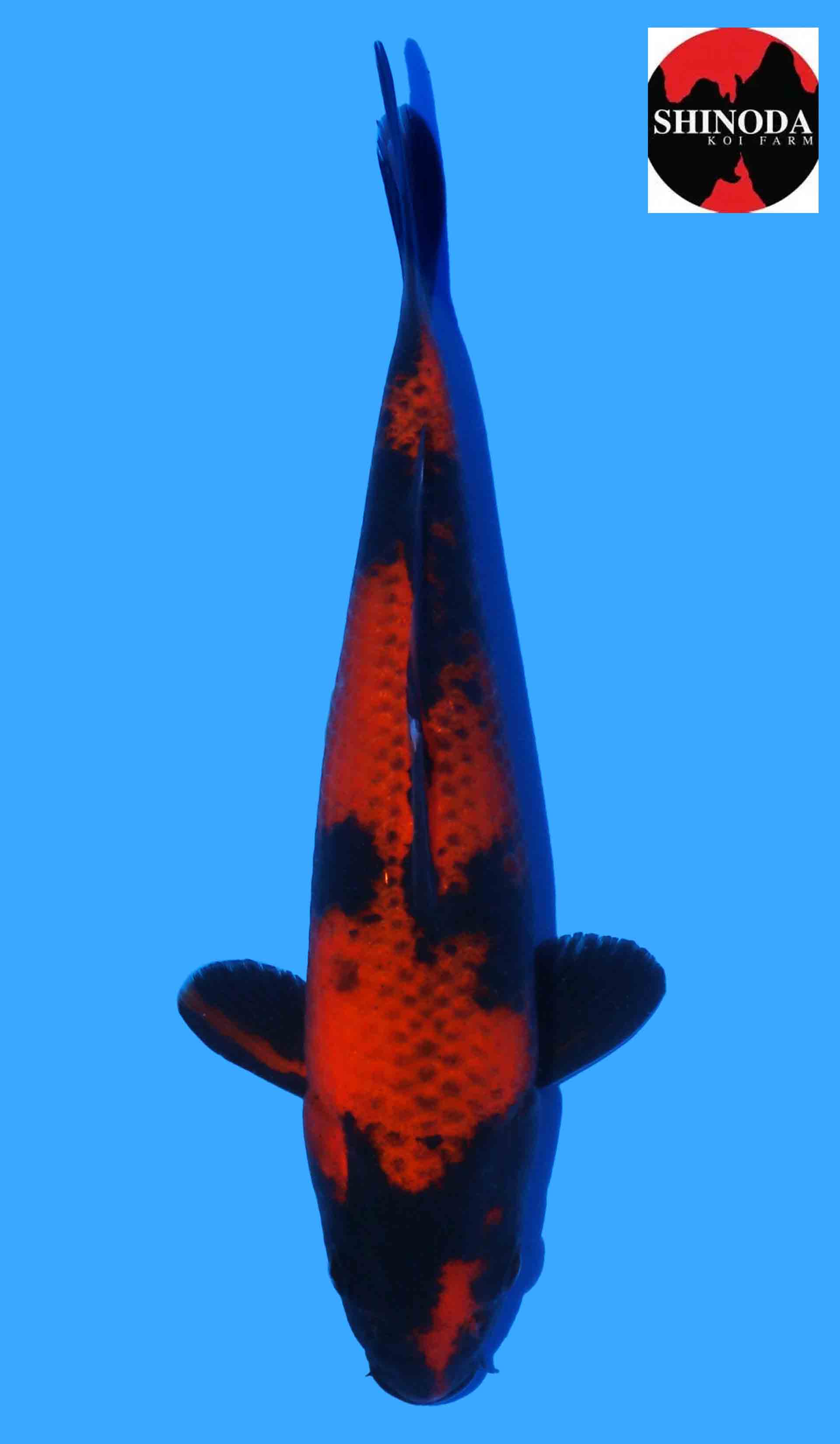 Kage Hi Utsuri from Shinoda