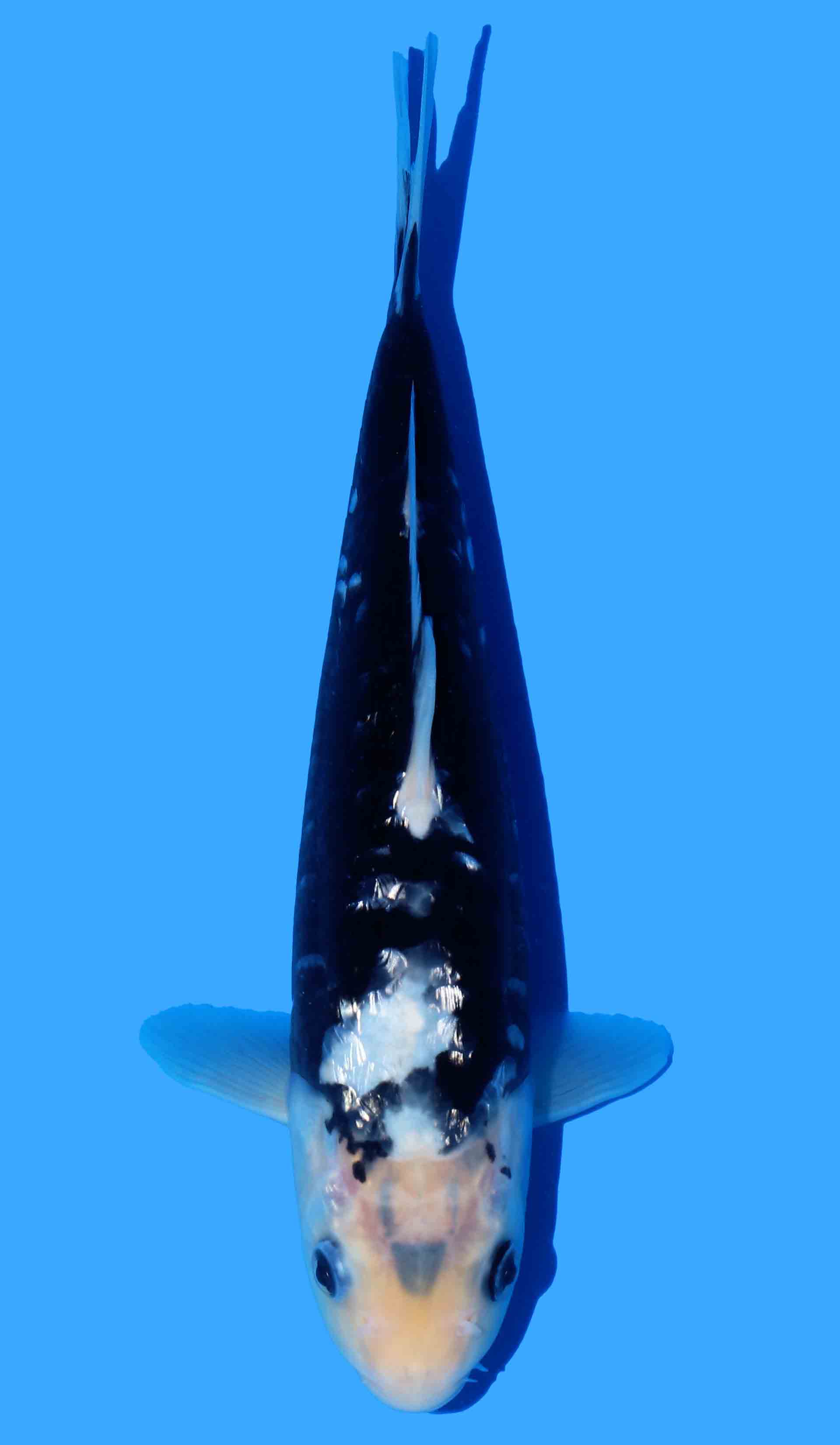 Aragoke Kumonryu from Black Dragon