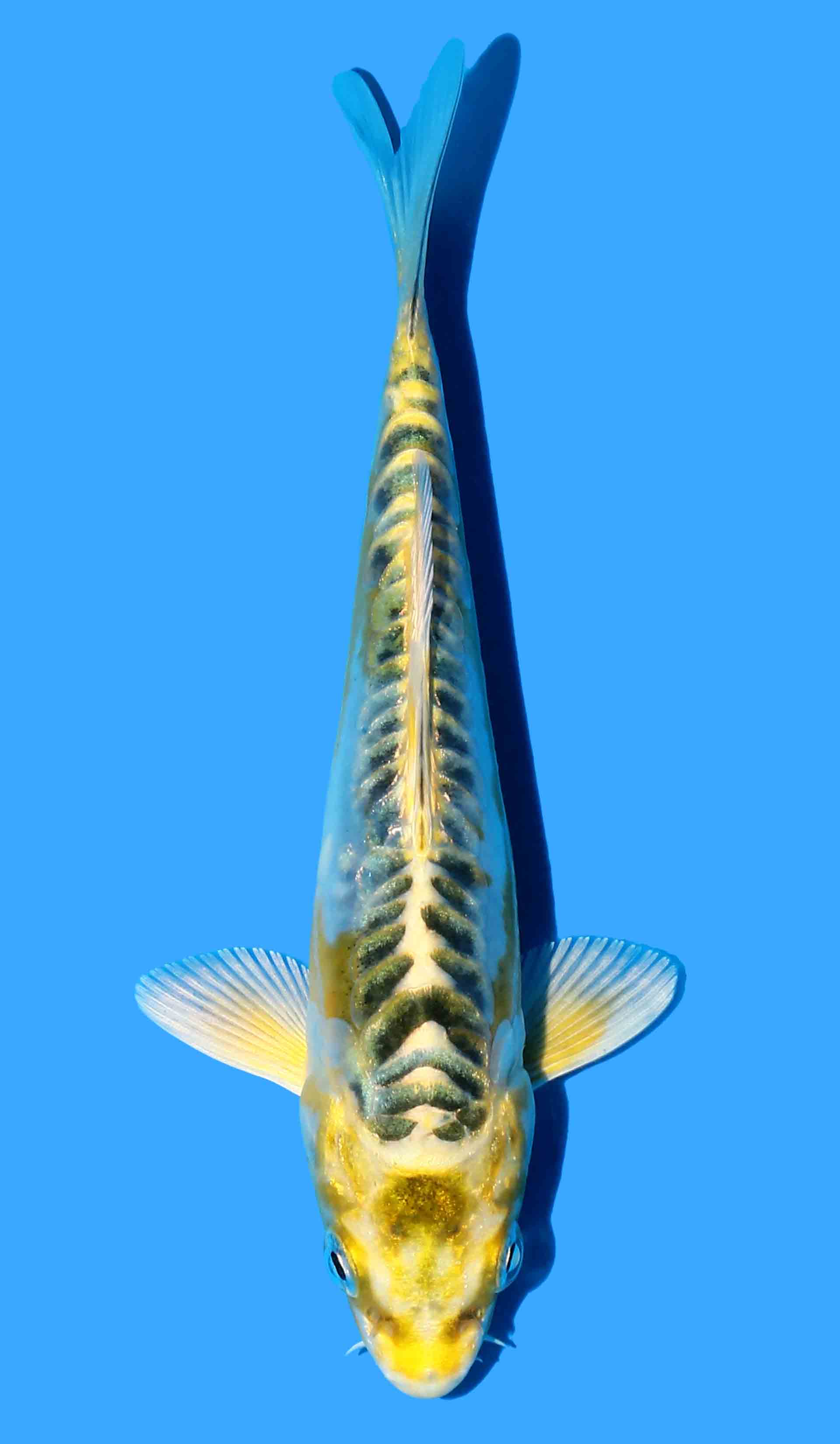 Yellow Dragon from Aoki