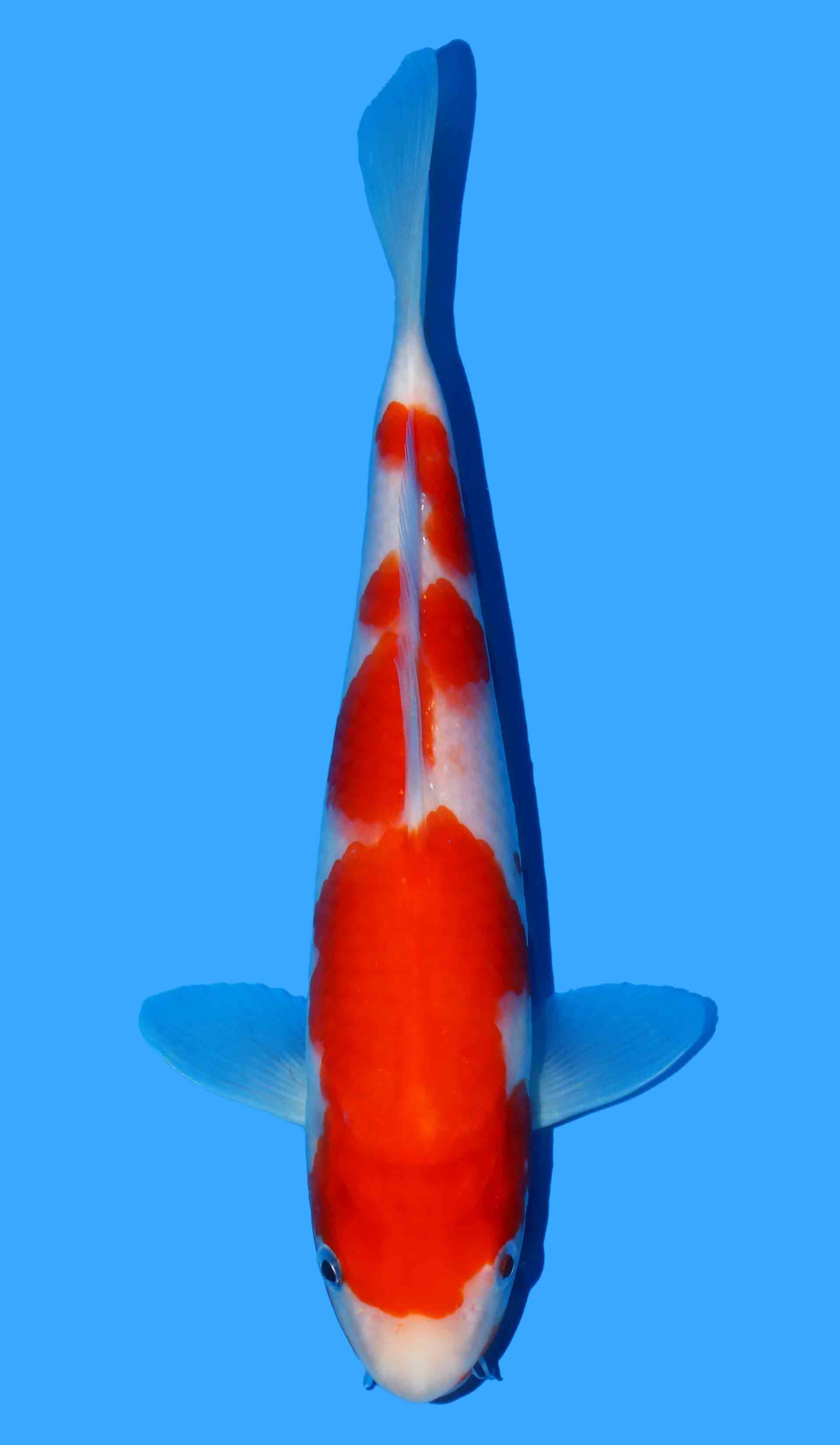 Kohaku from Maruyama