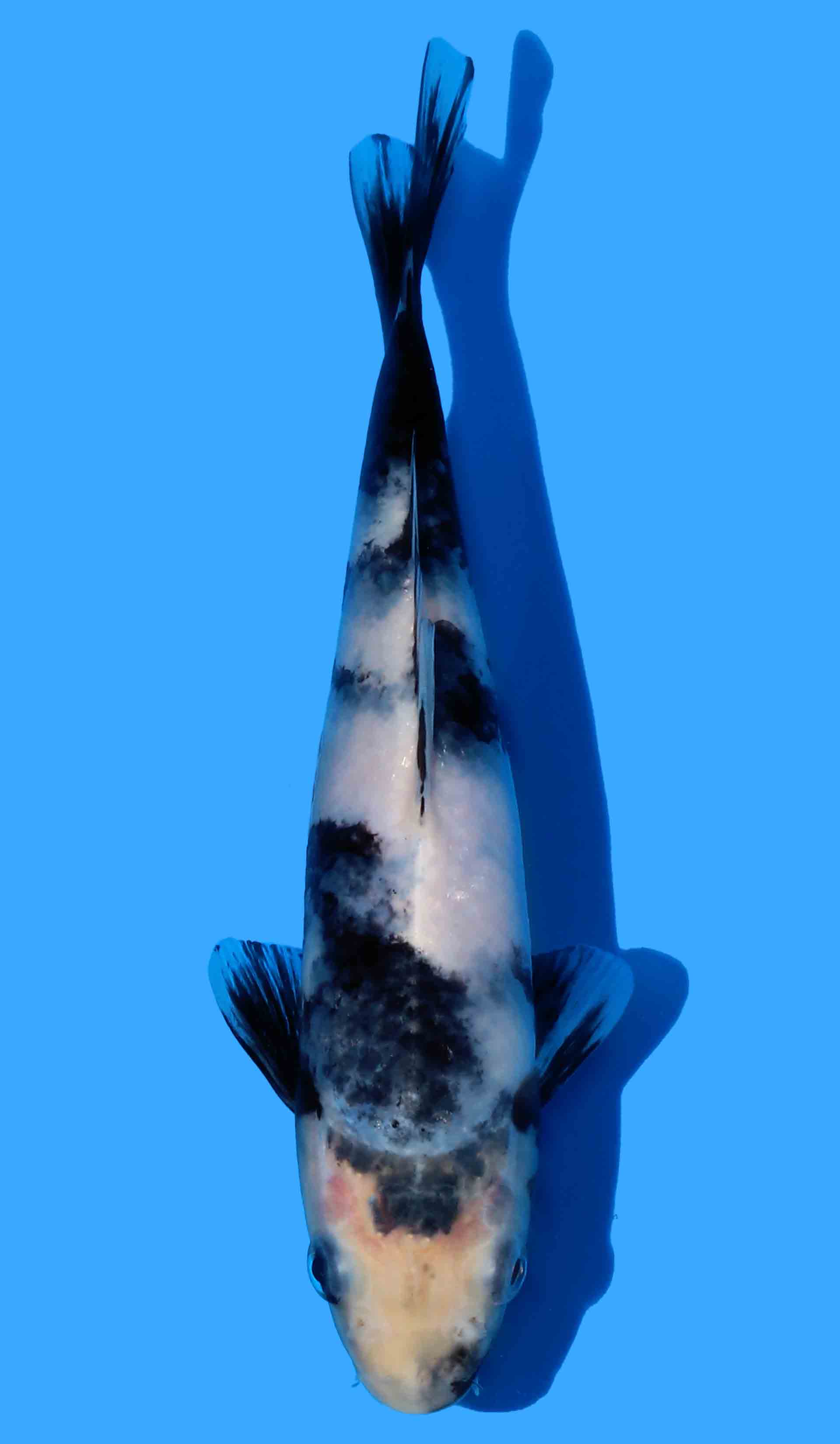 Shiro Utsuri from Omosako