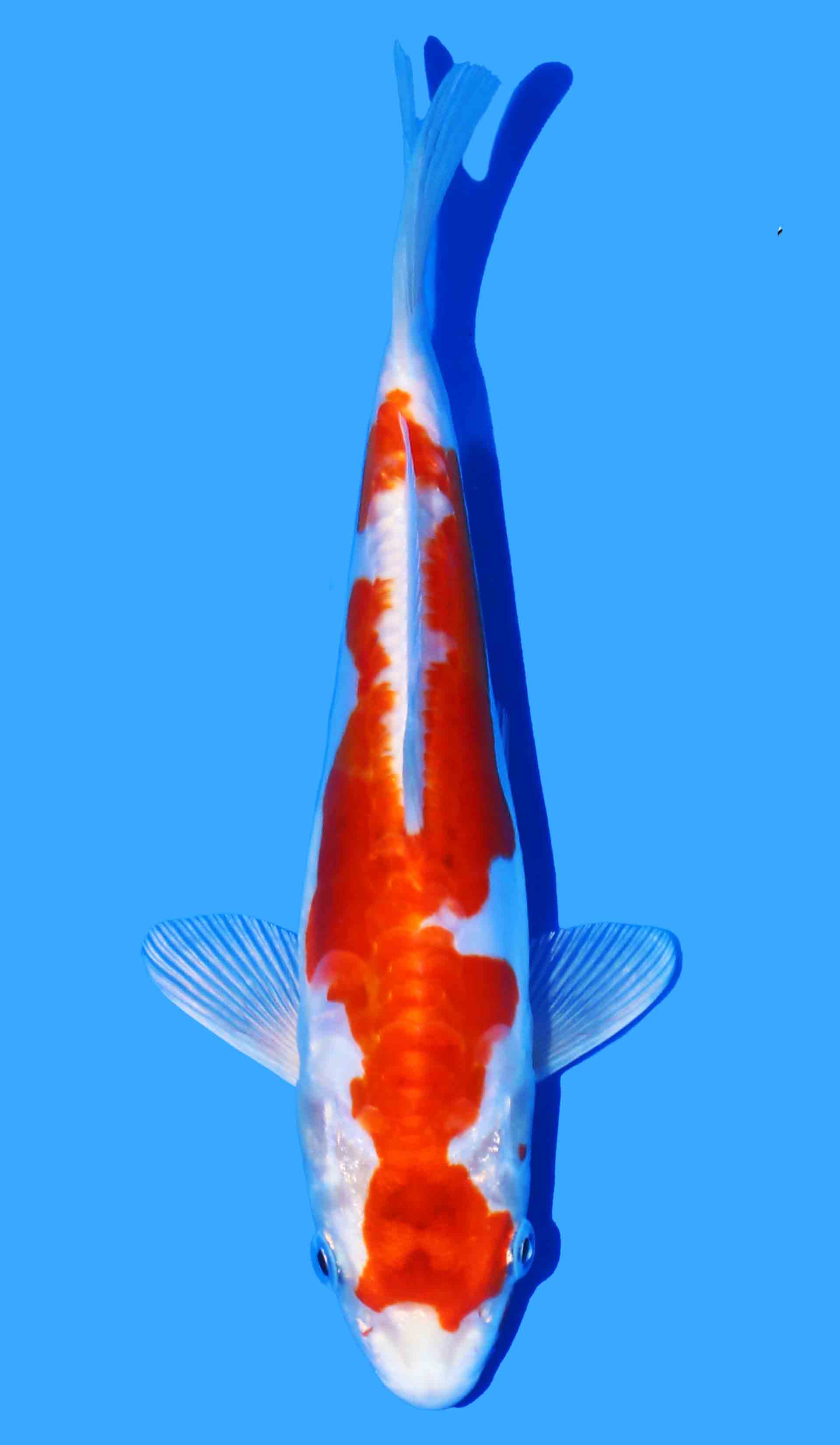 Kikusui