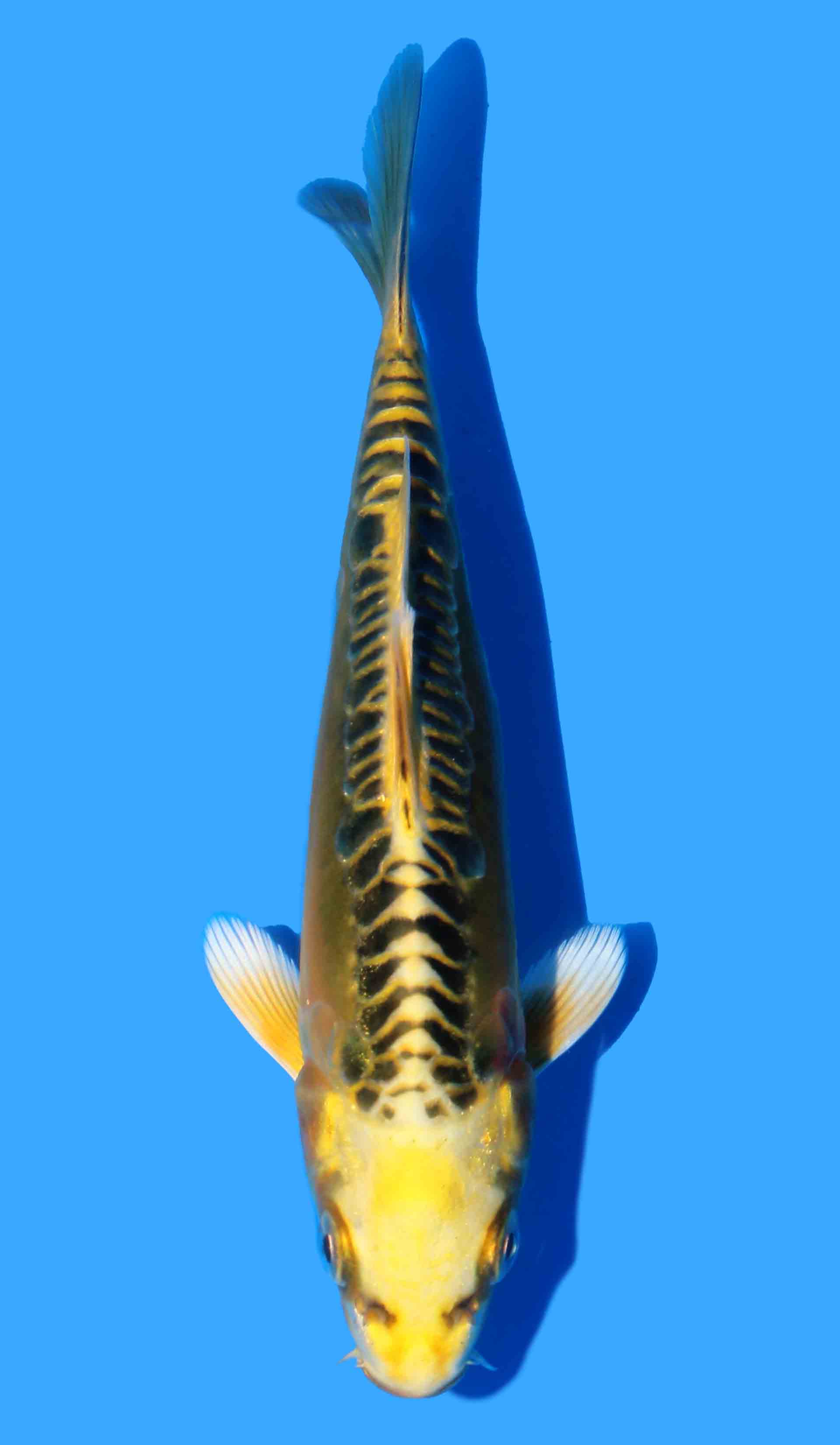 Doitsu Ki Kujaku (Yellow Dragon) Aokiya