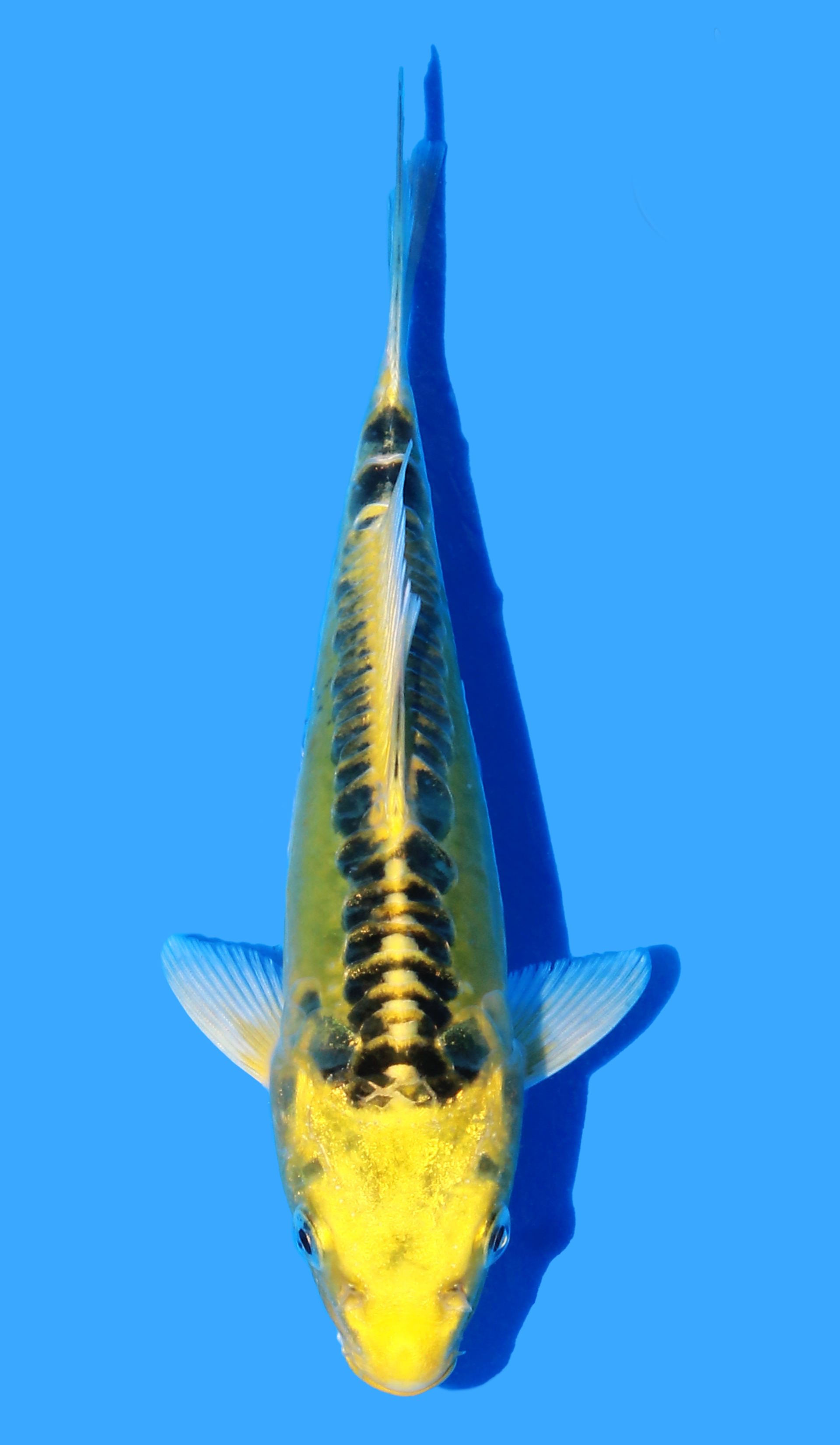 Photo of a koi fish