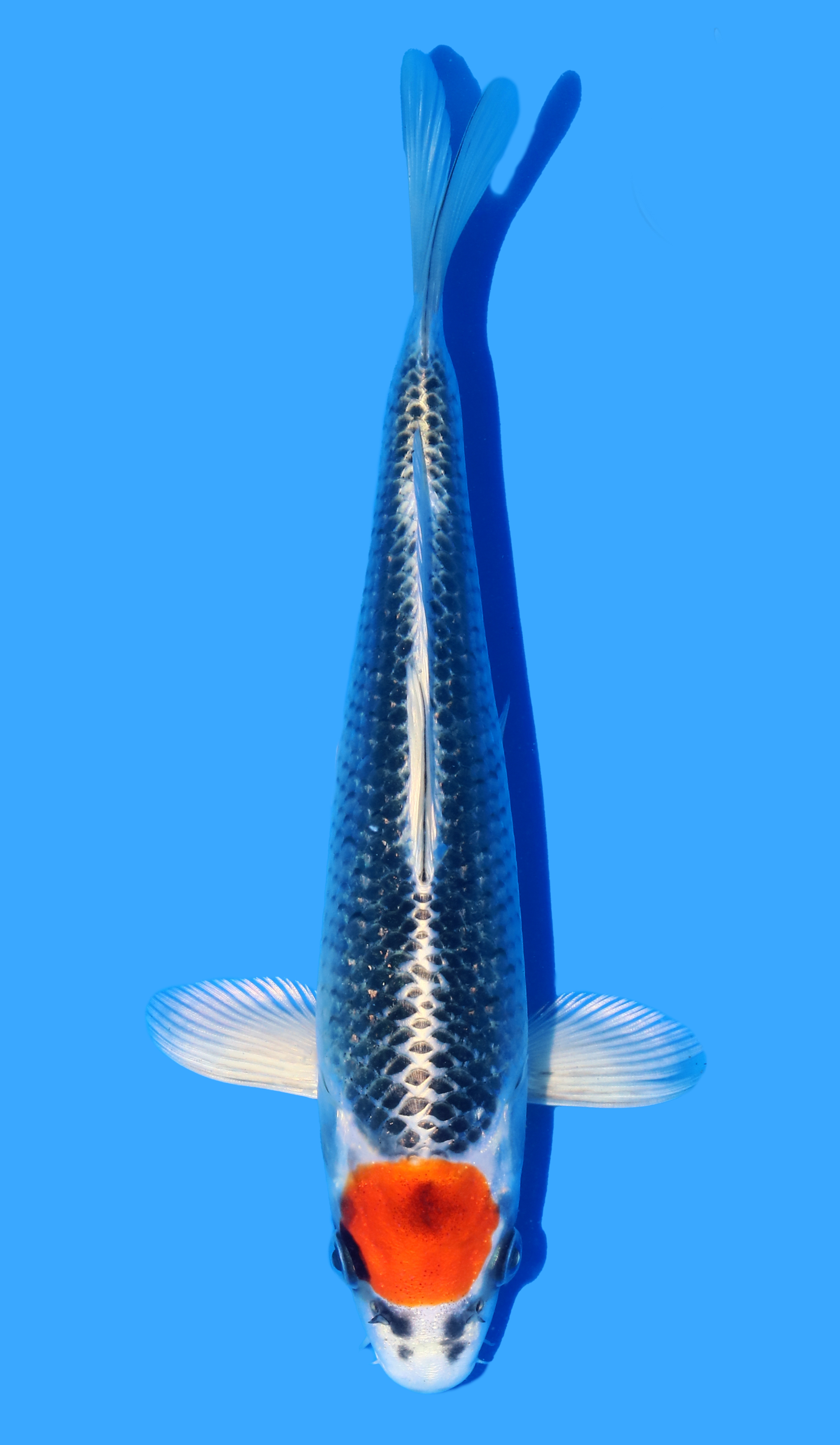 Tancho Kujaku from Saito inc breeders cert