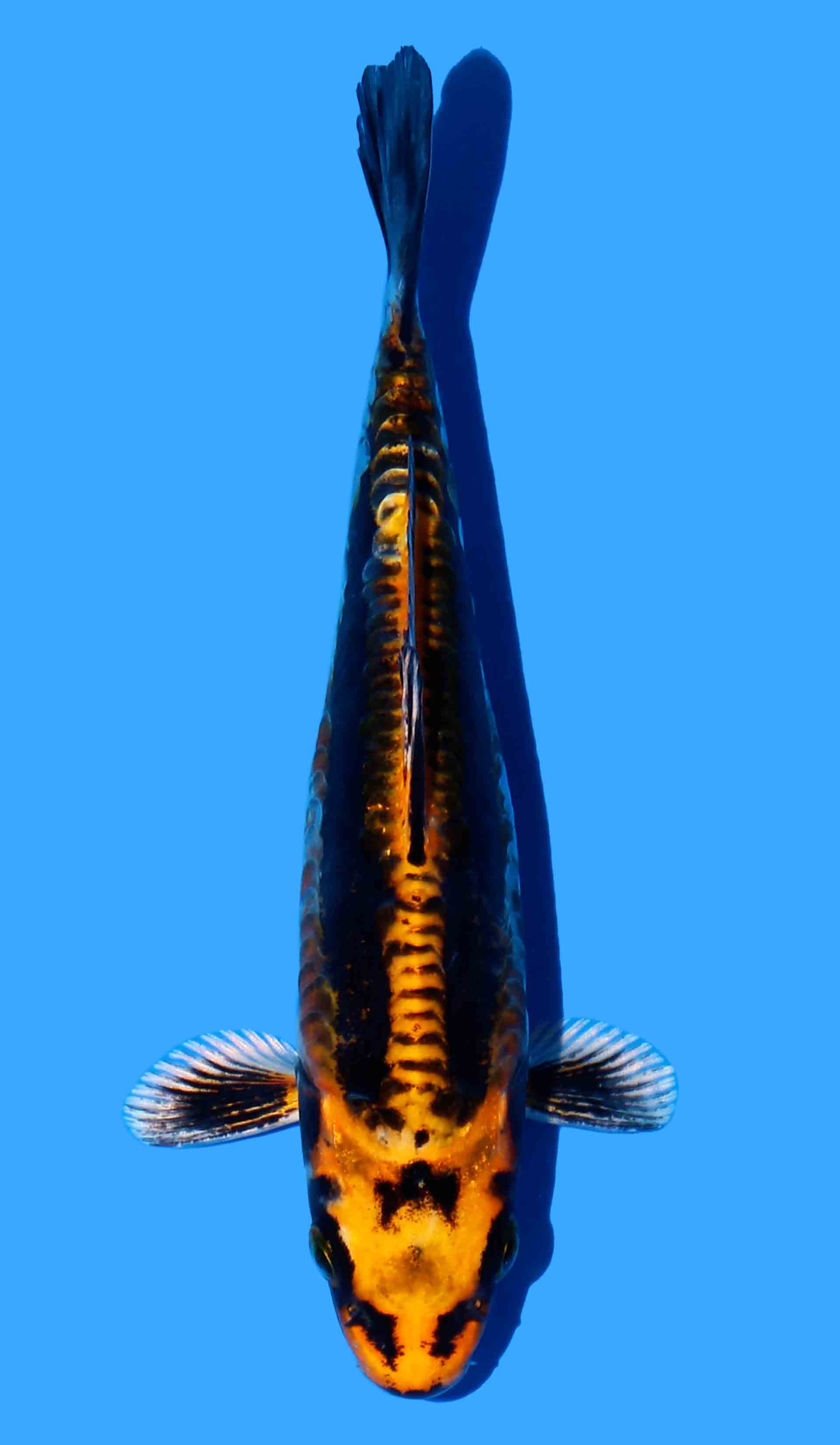 Aragoke Kii Kikokuryu