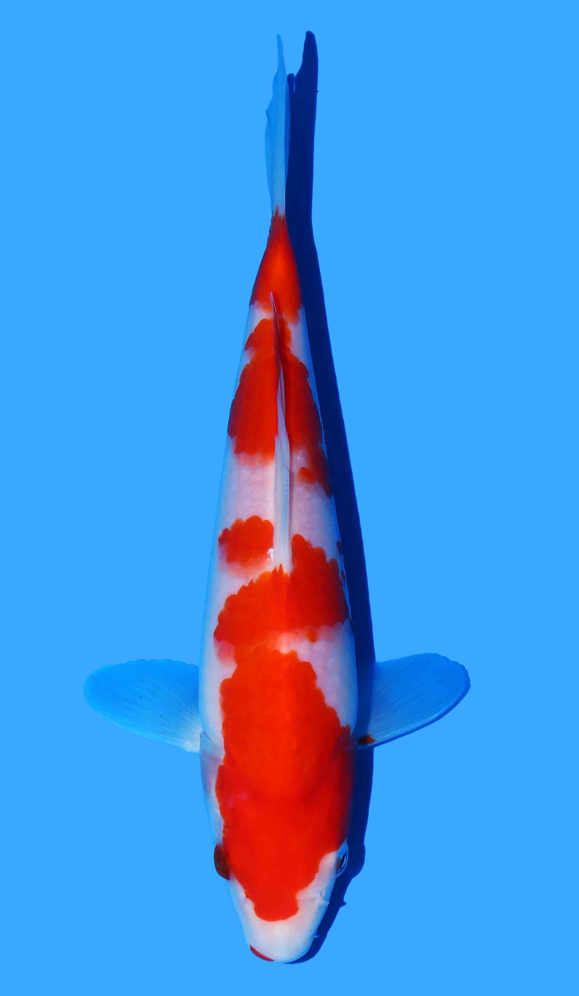 Kohaku (Maruyama)