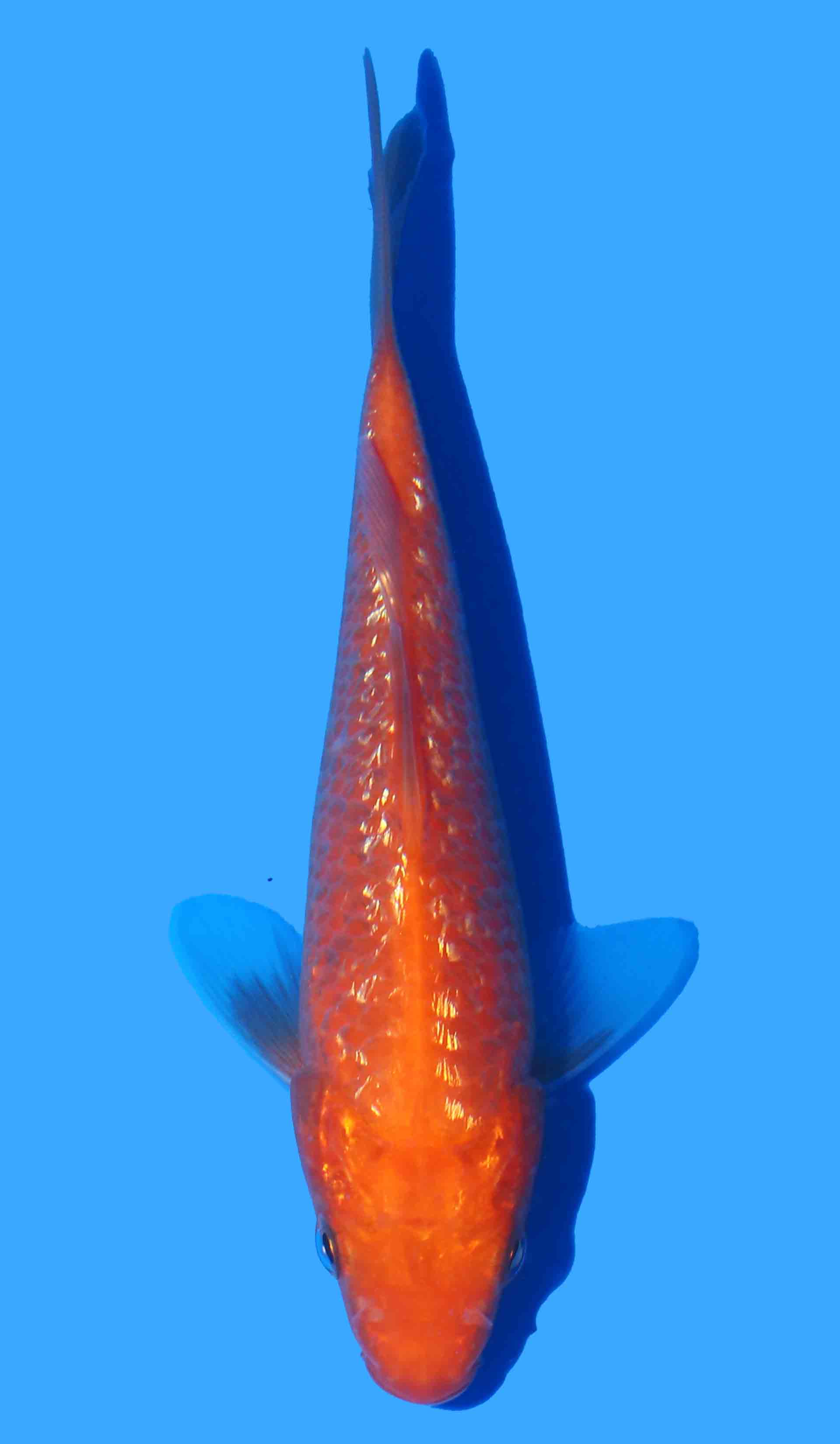 Gin Rin Red Karashigoi