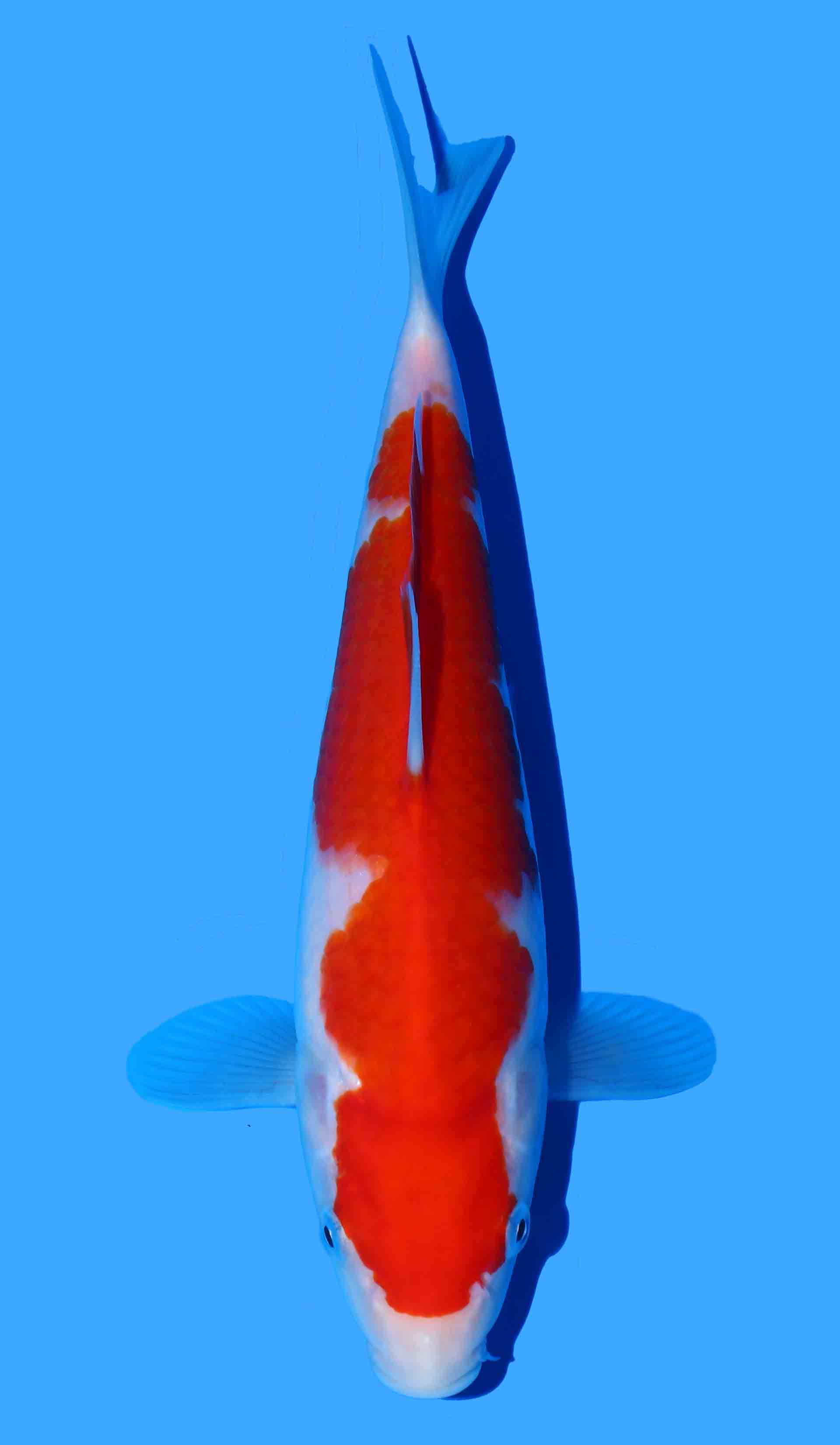 Kohaku
