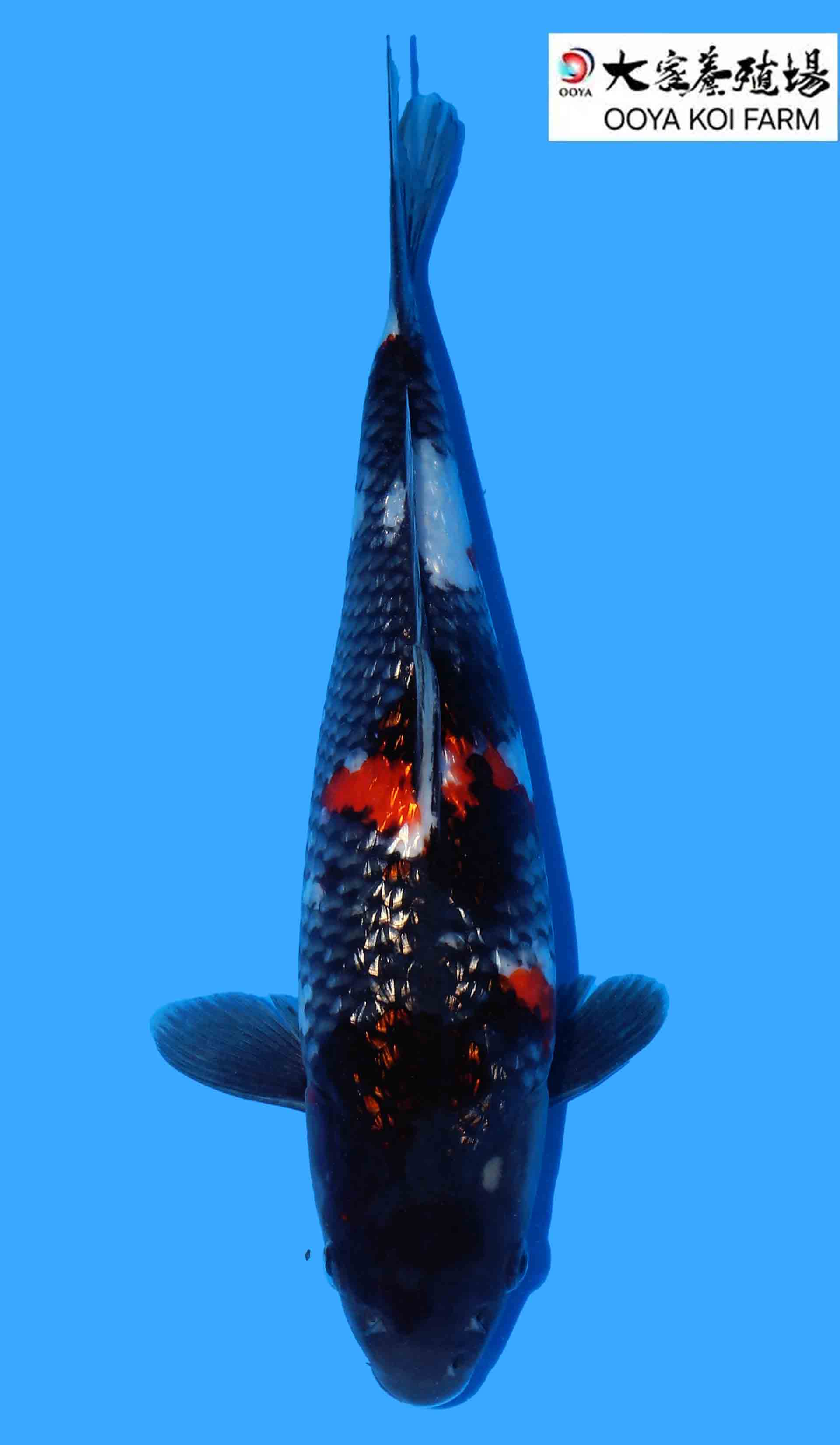 Photo of a koi fish