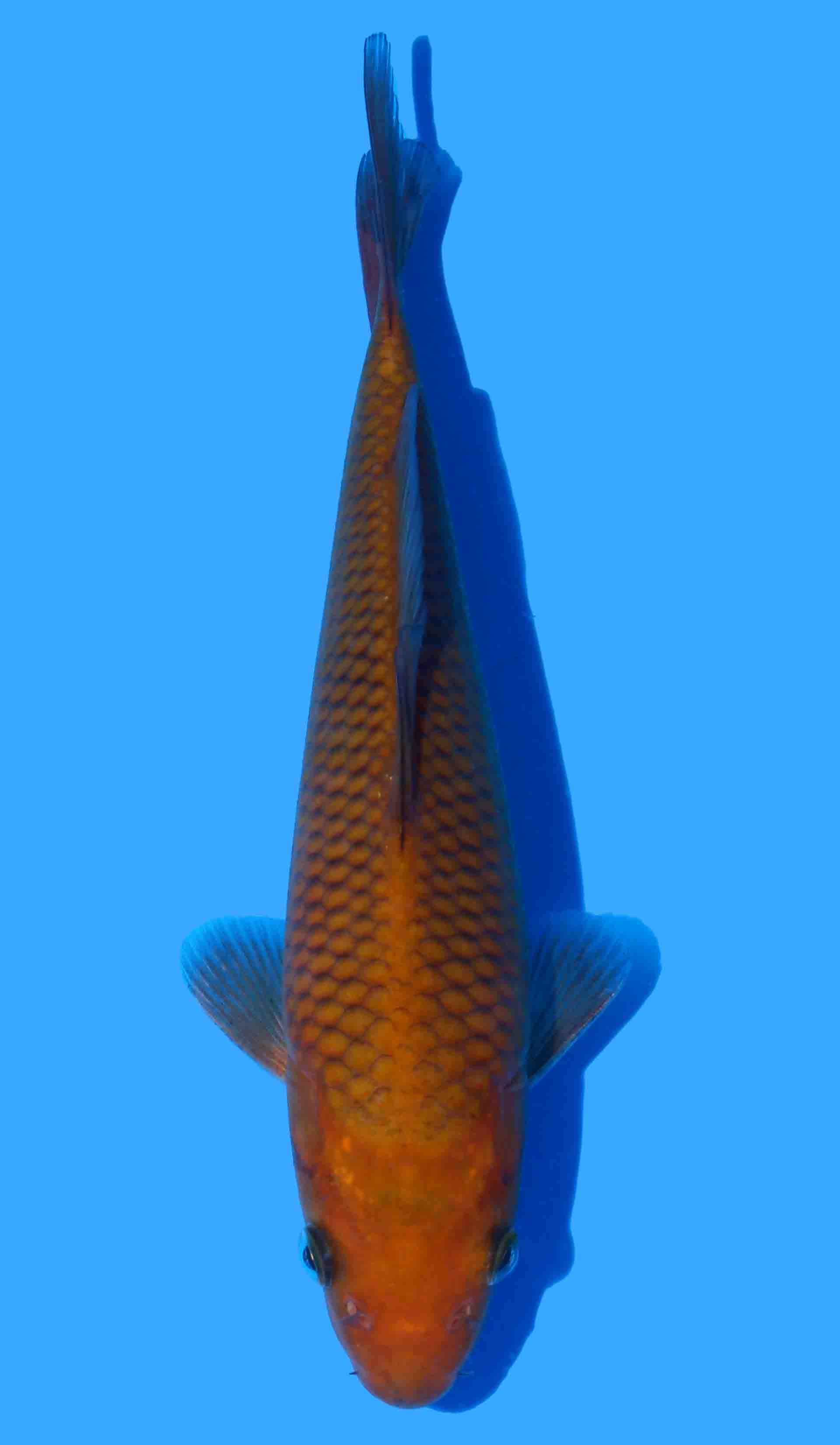 Photo of a koi fish