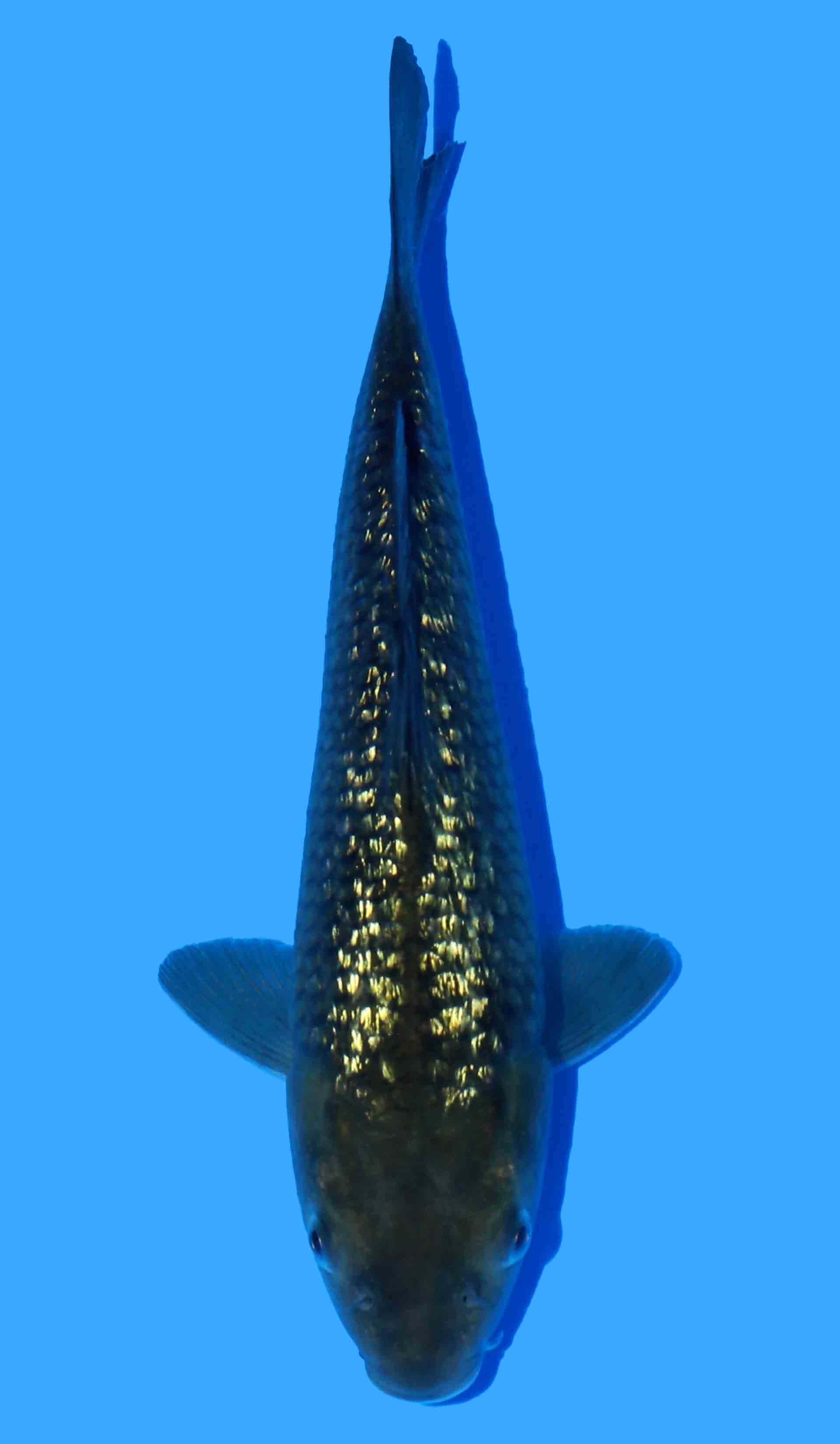 Kawarigoi from Marudo