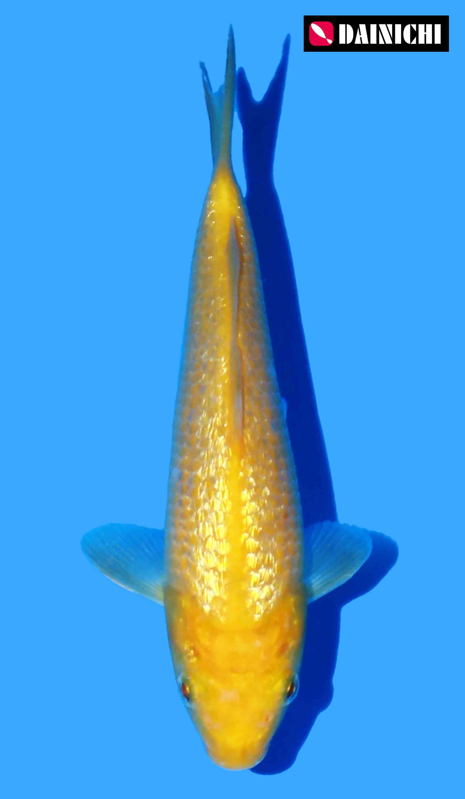 Japanese Koi - JPN Koi Co.