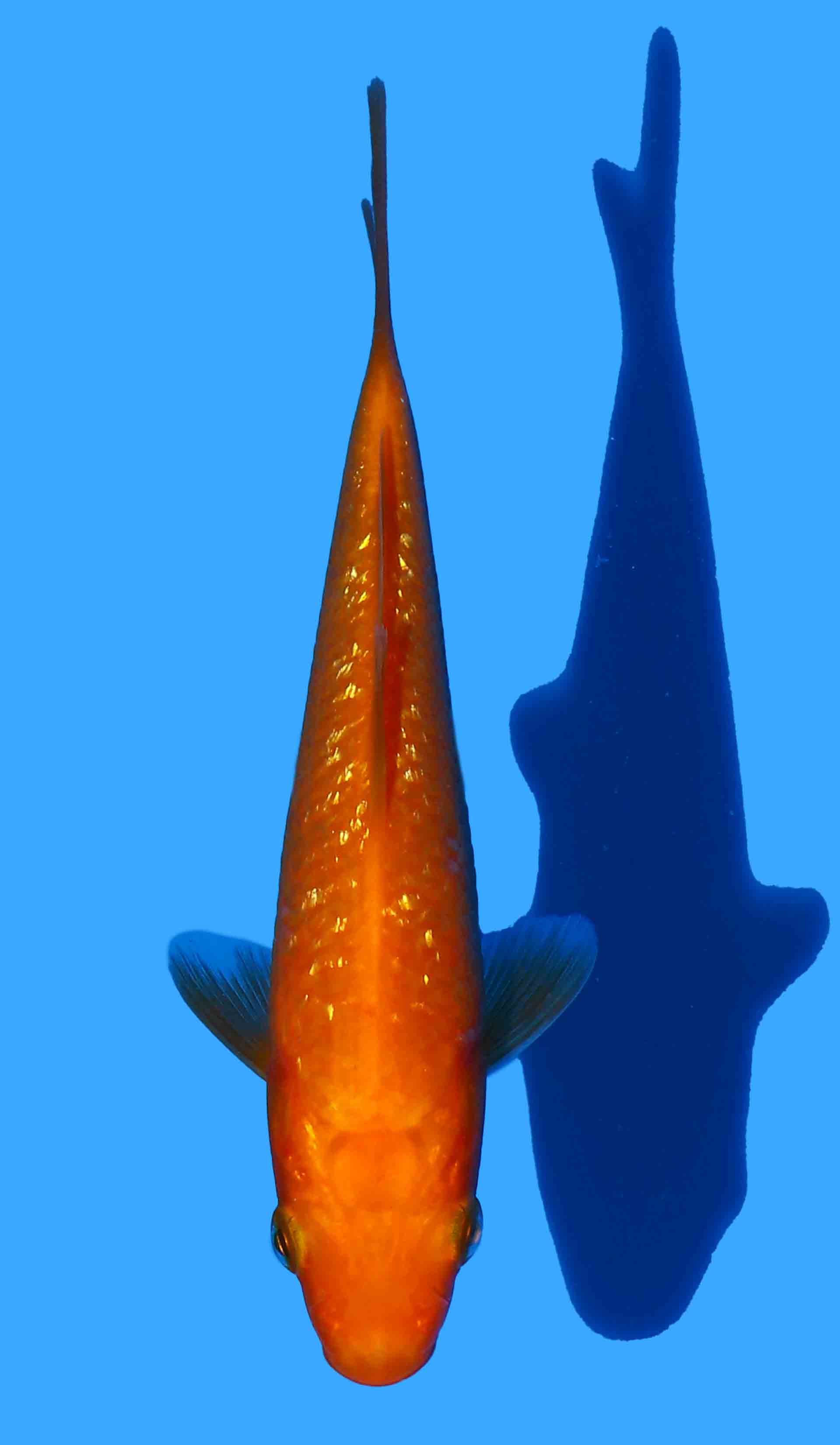 Gin Rin Benigoi, Maruhiro