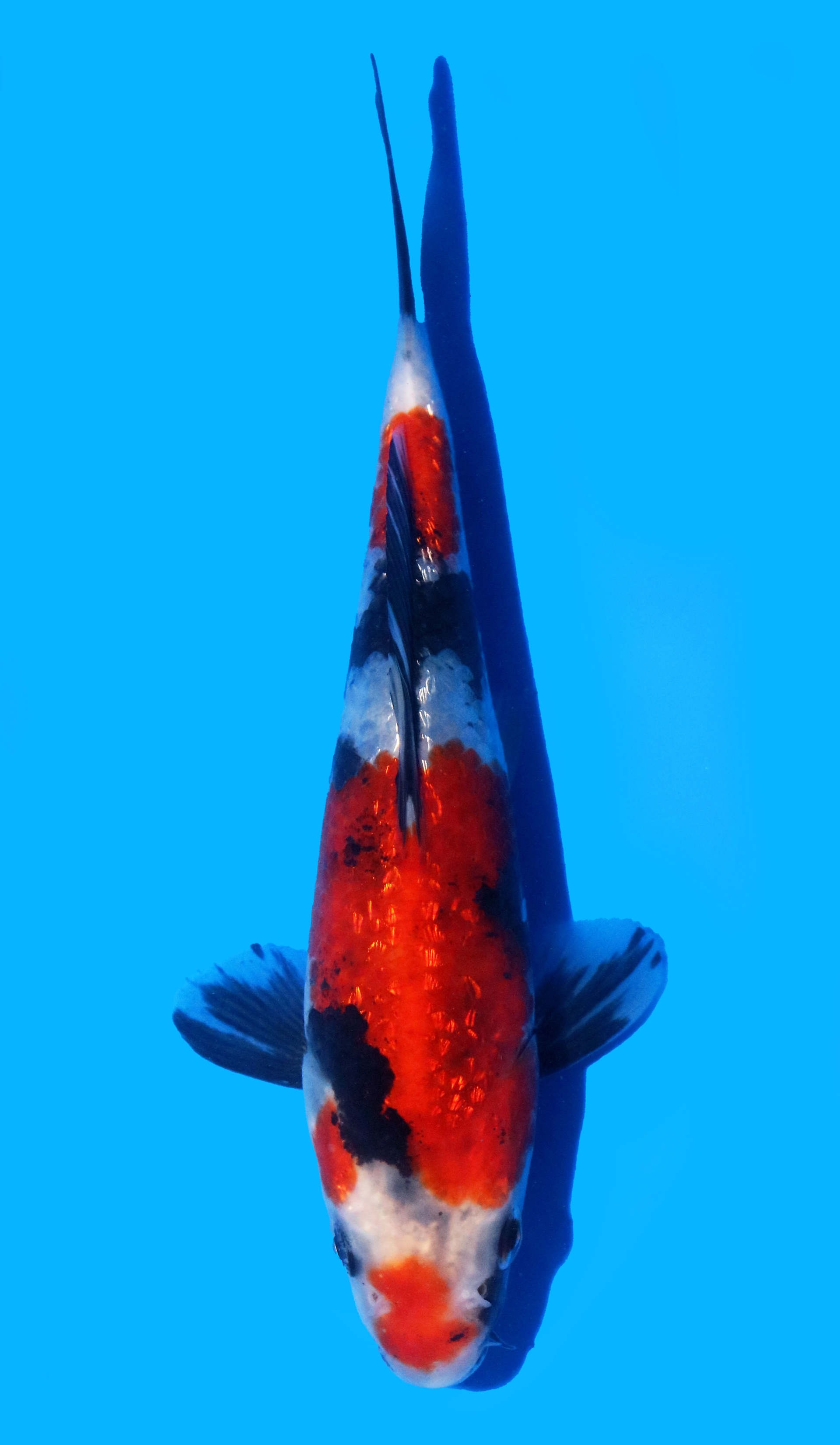 Photo of Gin Rin Showa Koi