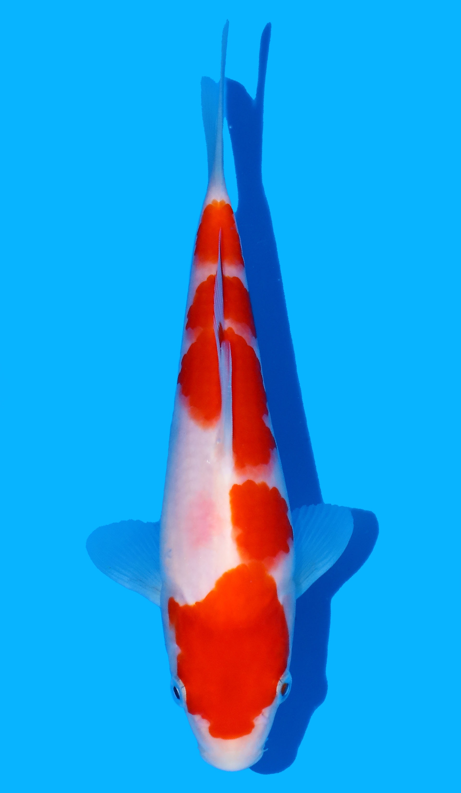 Photo of a koi fish