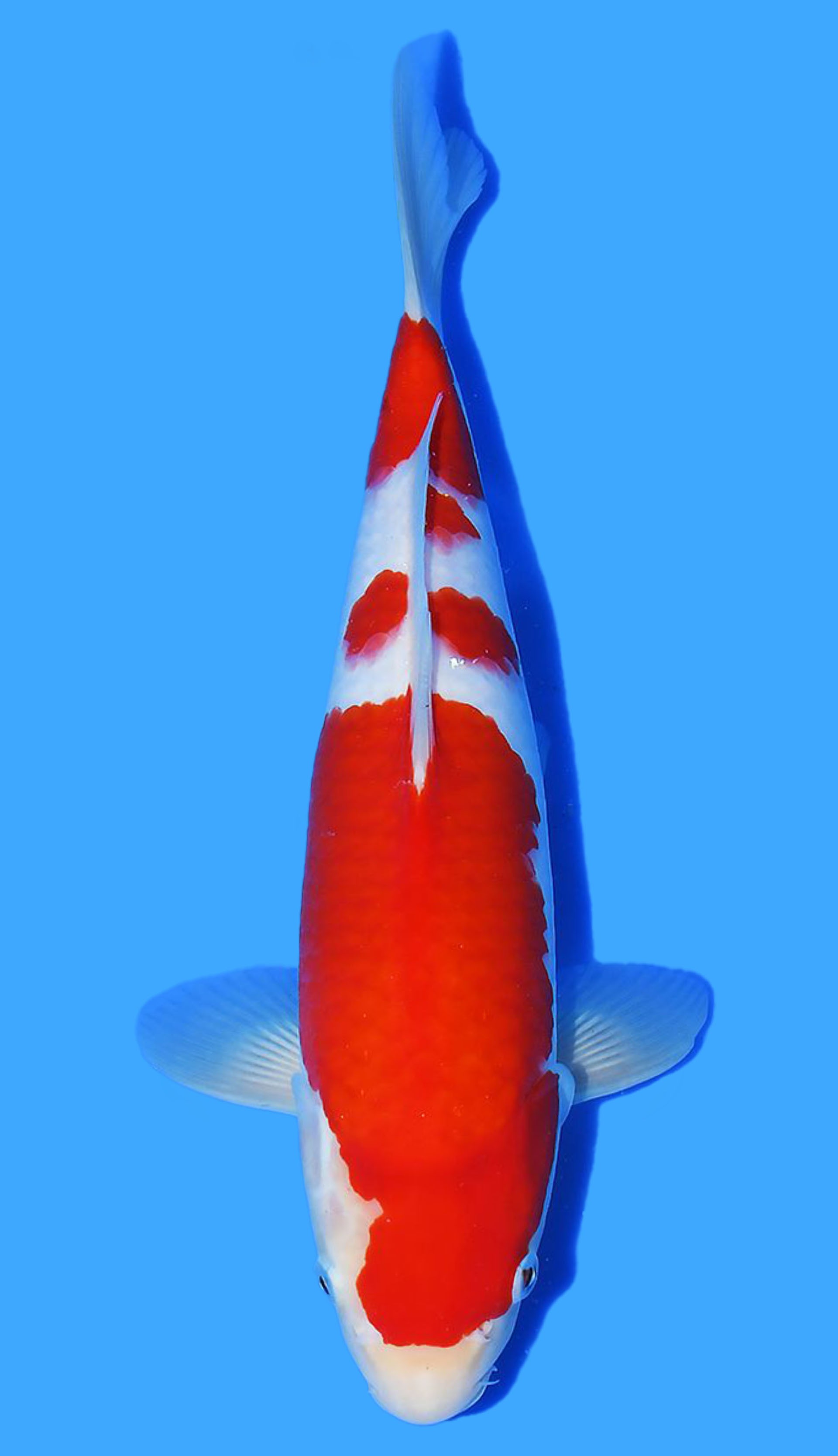 Photo of Goshiki Koi