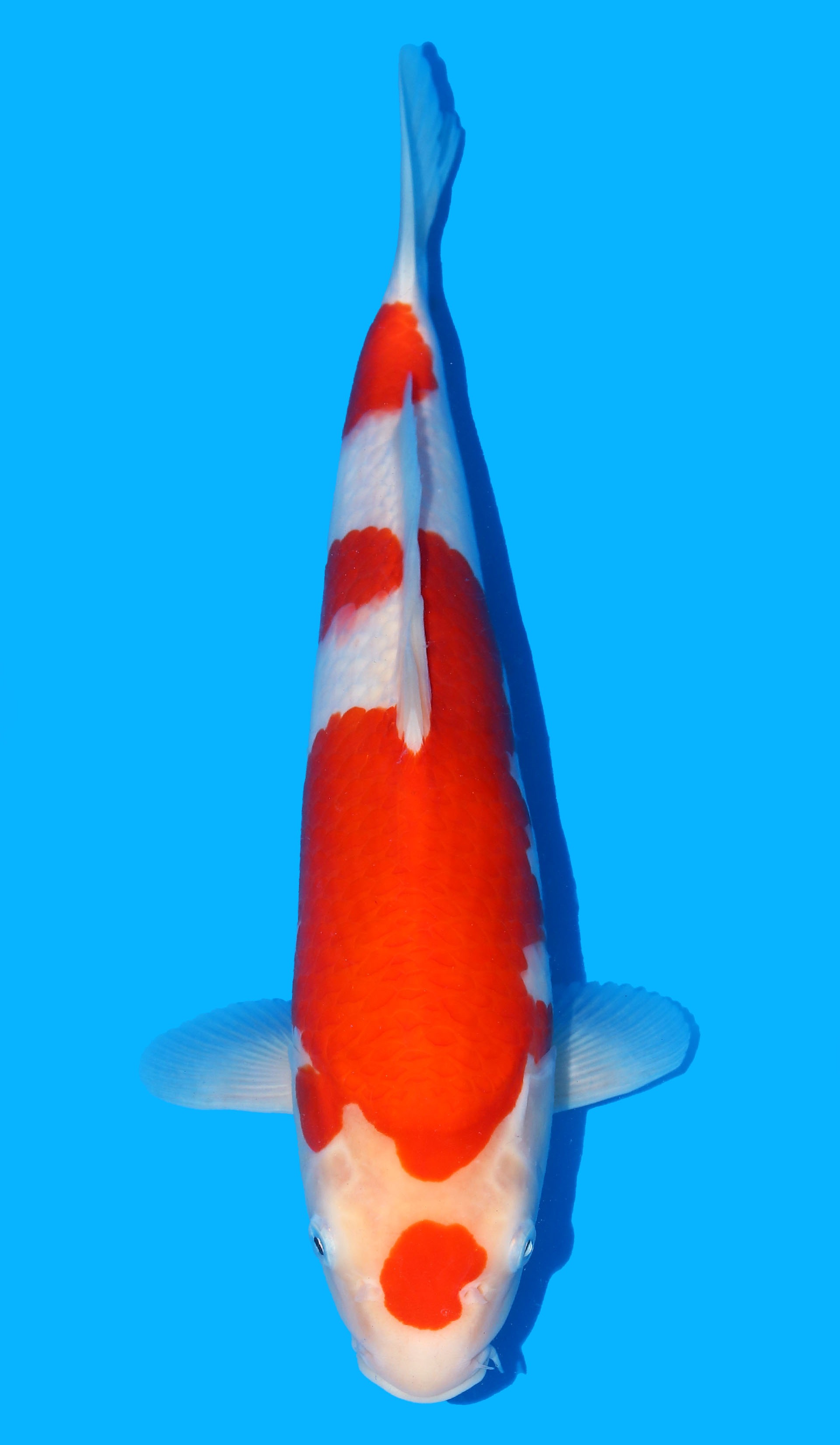 Photo of a koi fish