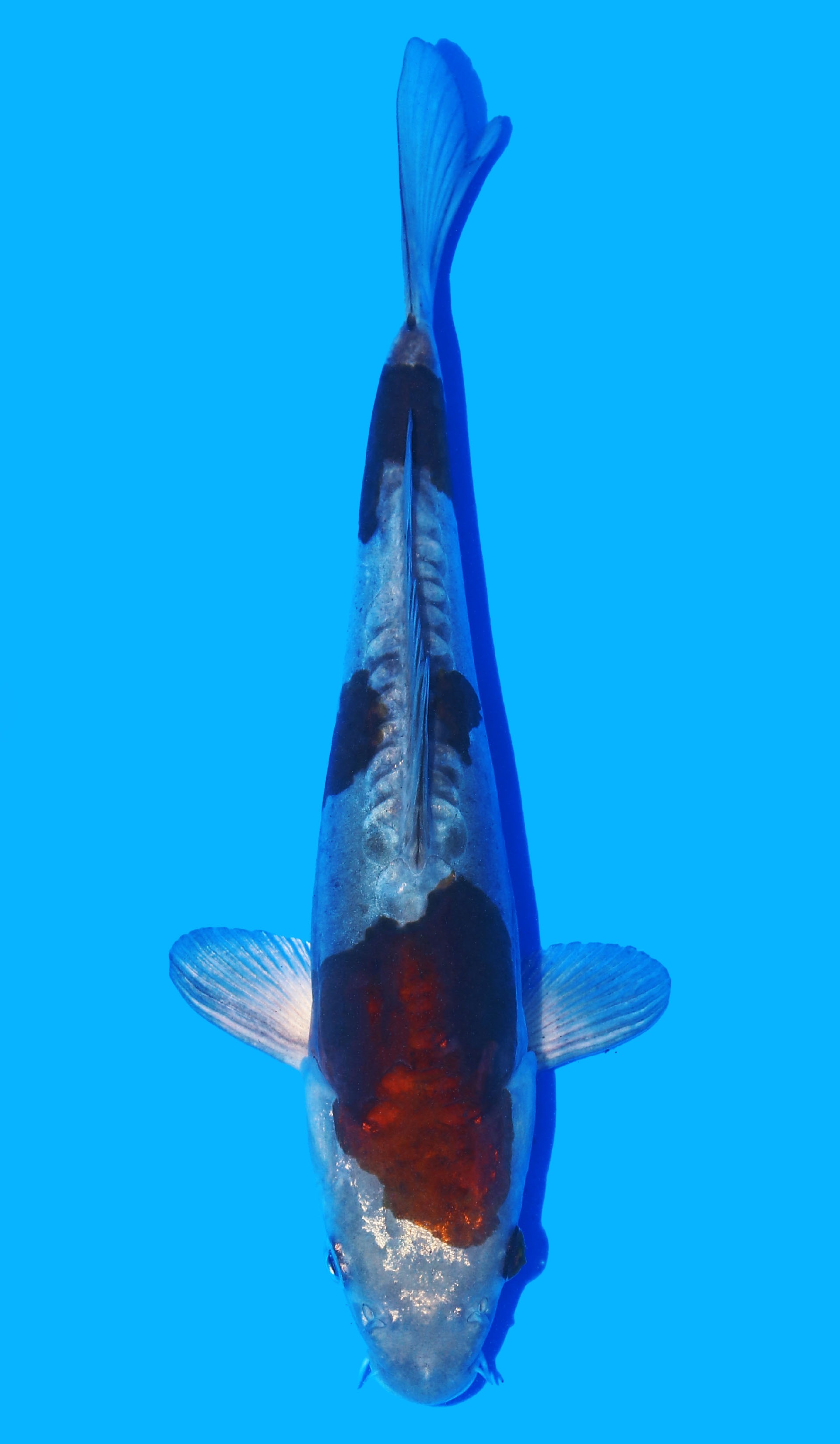 Photo of Doitsu Ochiba Koi