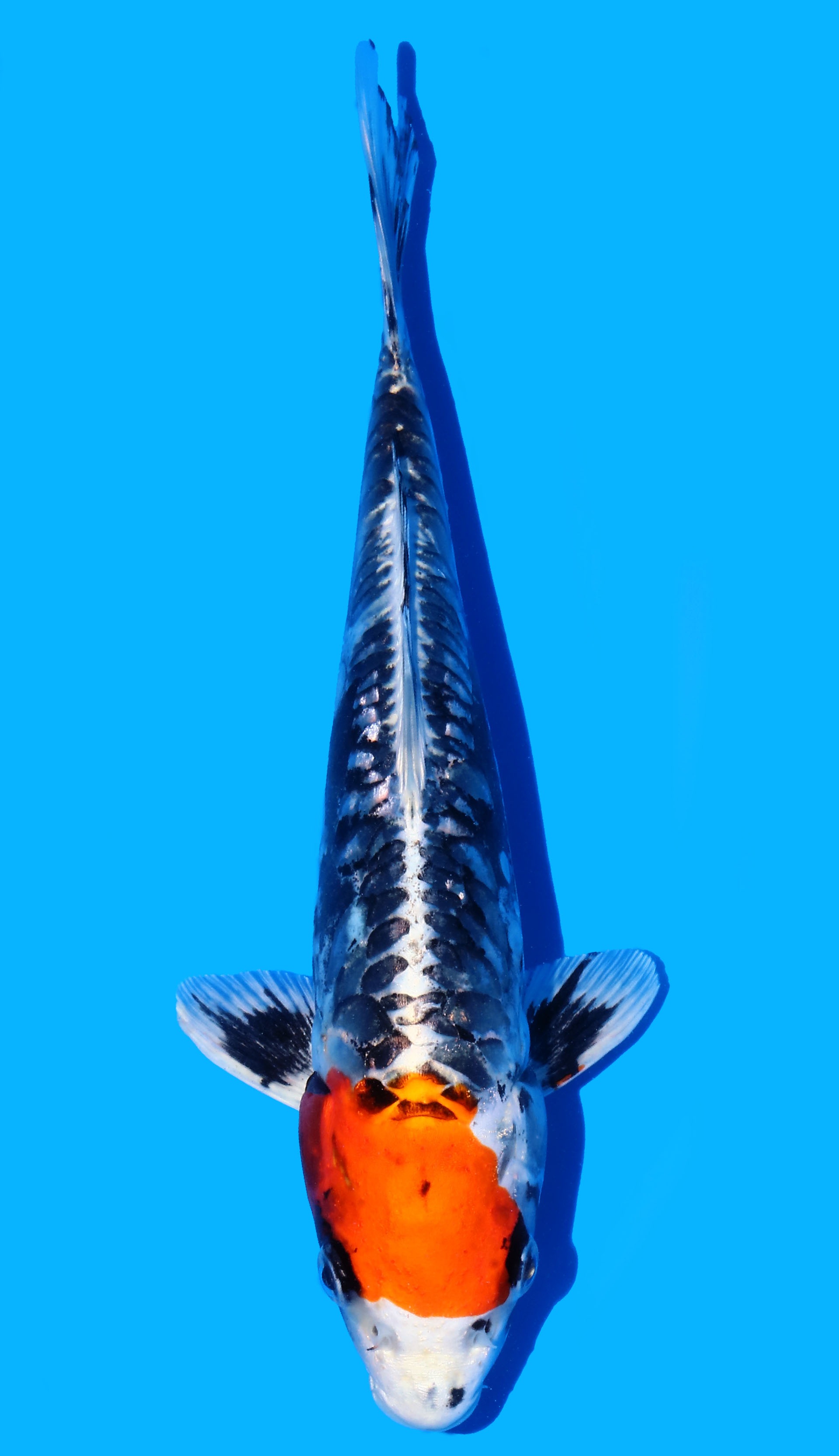 Photo of Beni Kikokuryu Koi