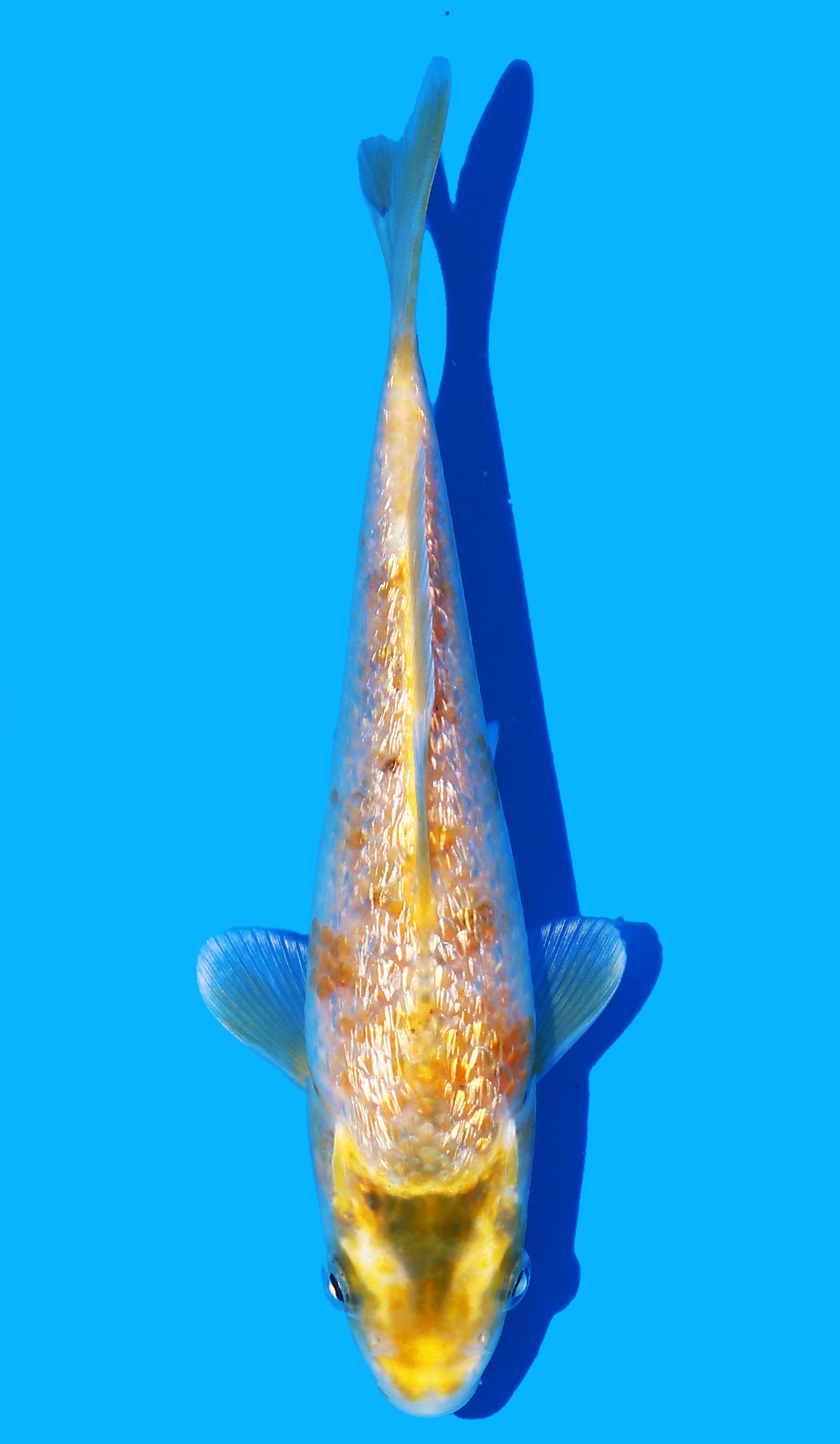 Photo of Gin Rin Shunkou Koi
