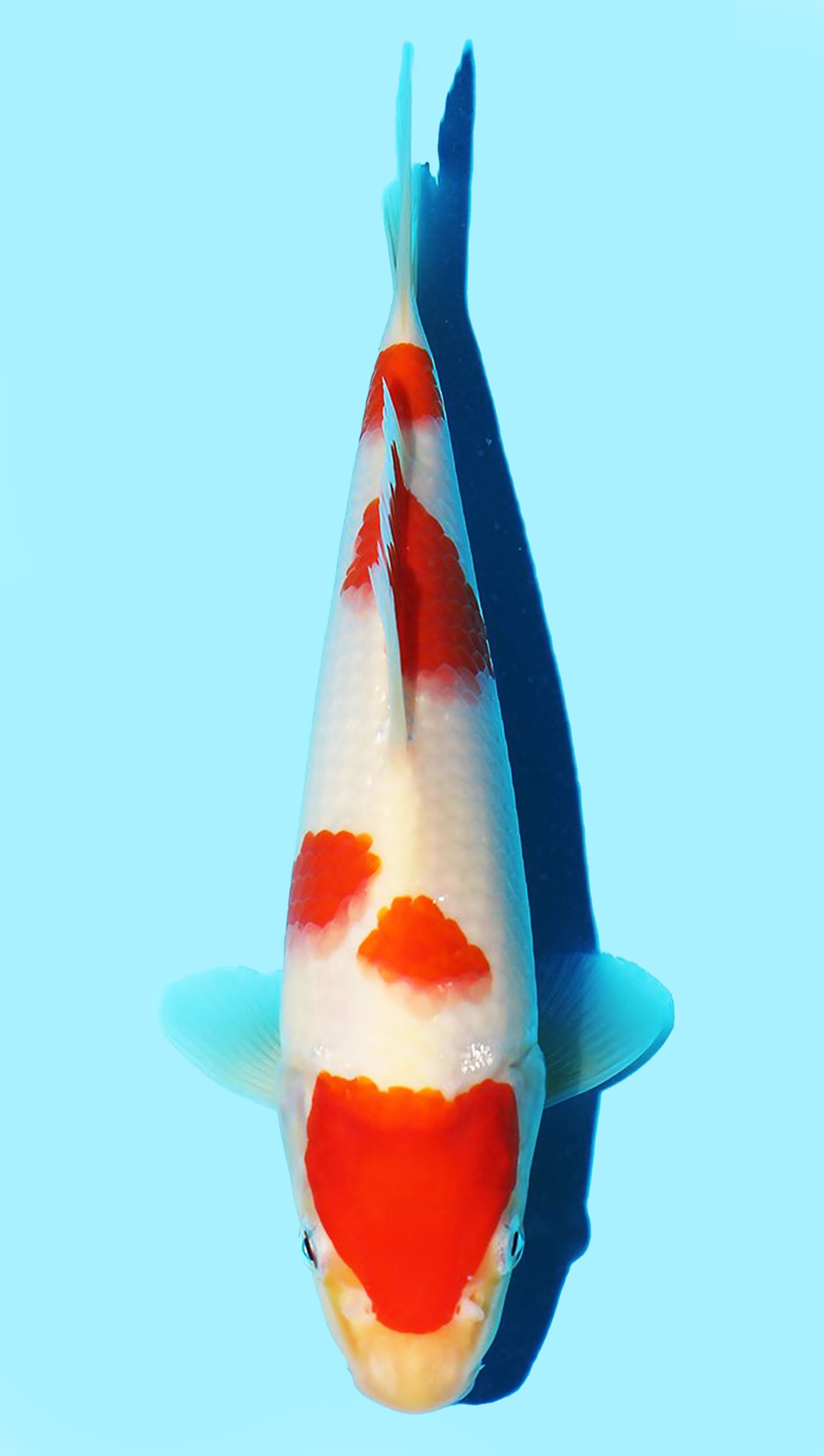 Photo of Kohaku Koi