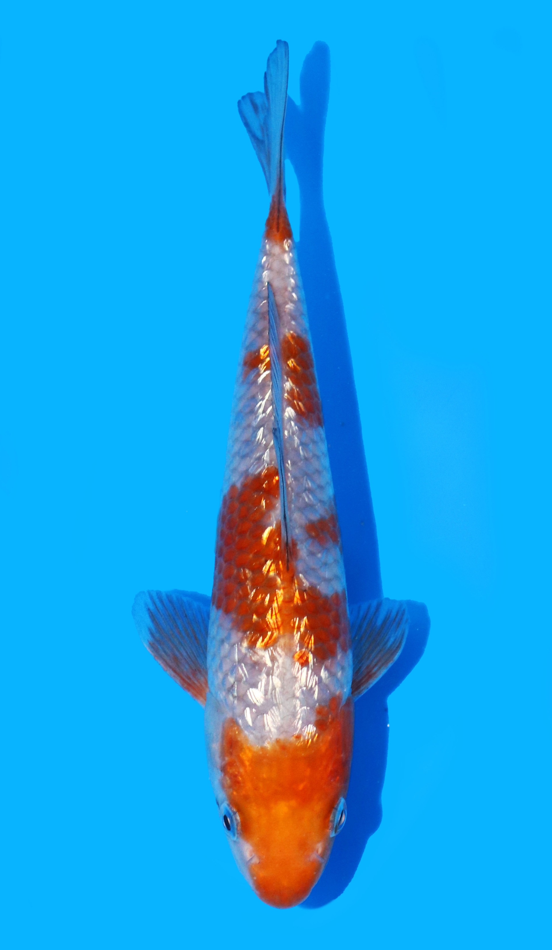 Photo of Gin Rin Ochiba Koi