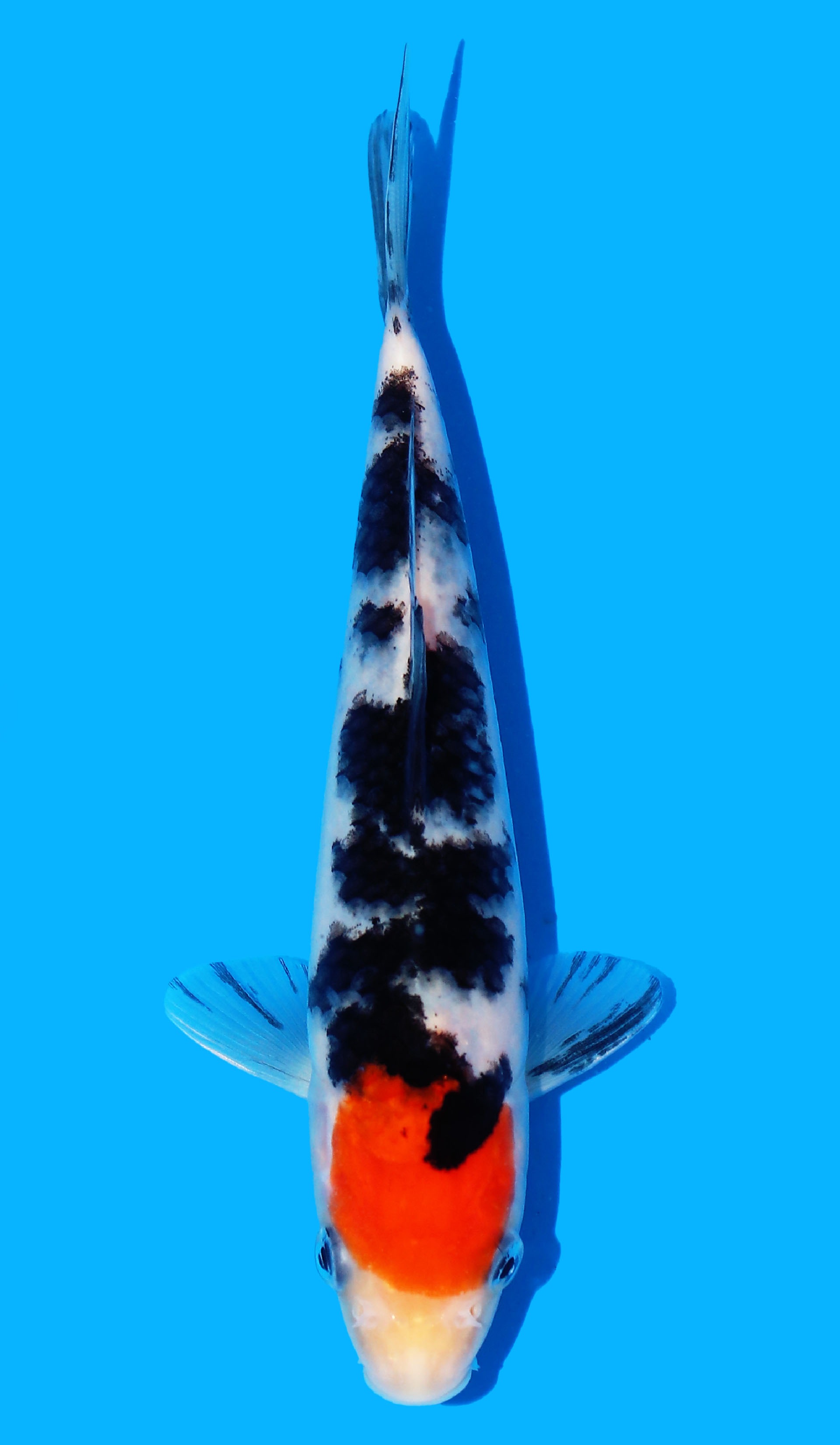 Photo of Tancho Sanke Koi