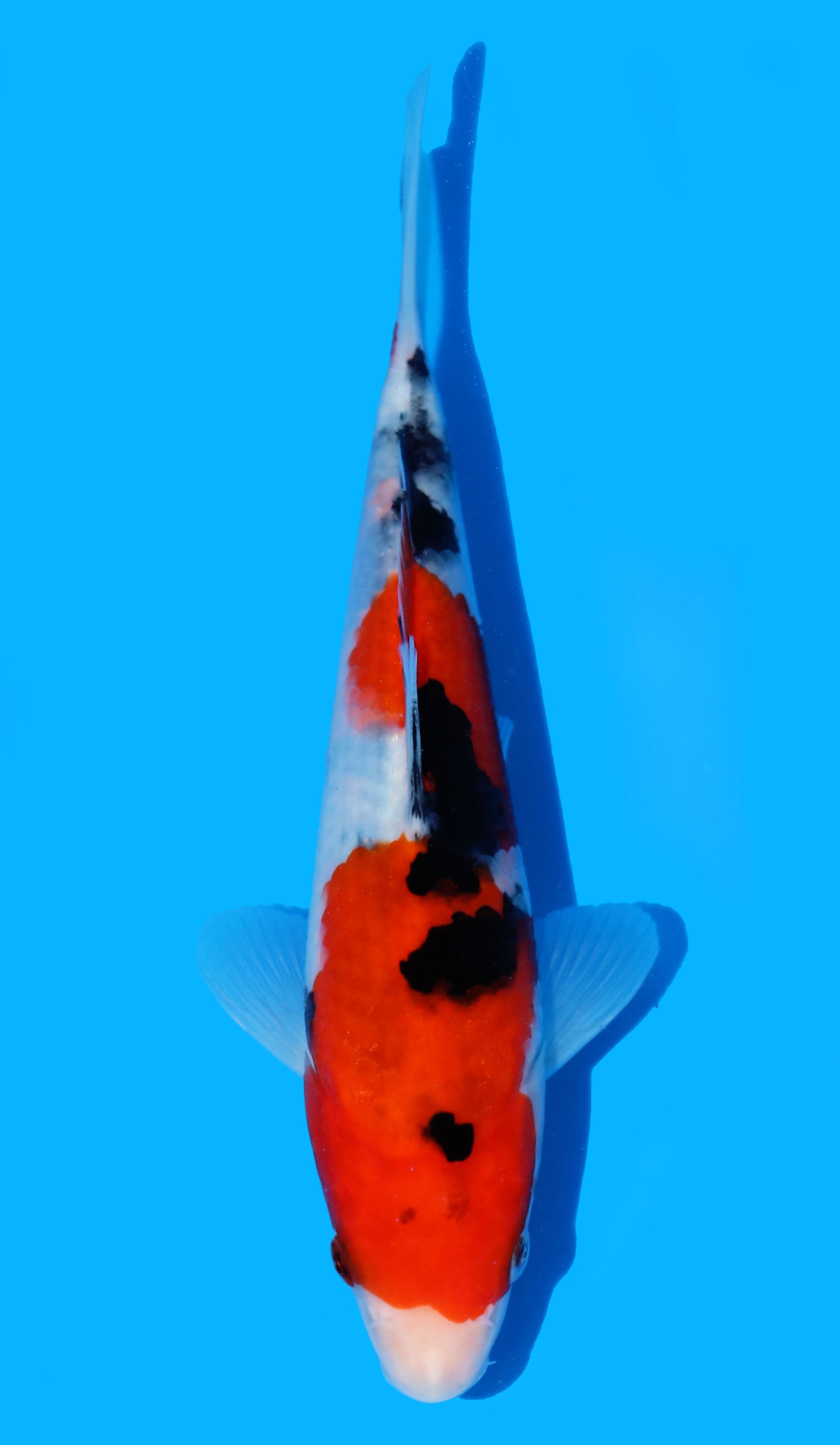 Photo of a koi fish