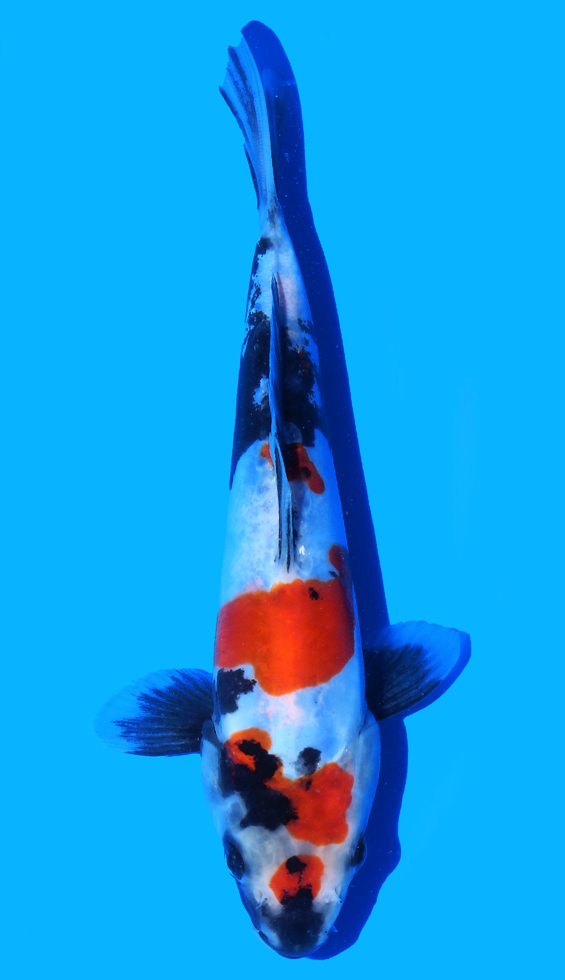 Photo of Doitsu Showa Koi