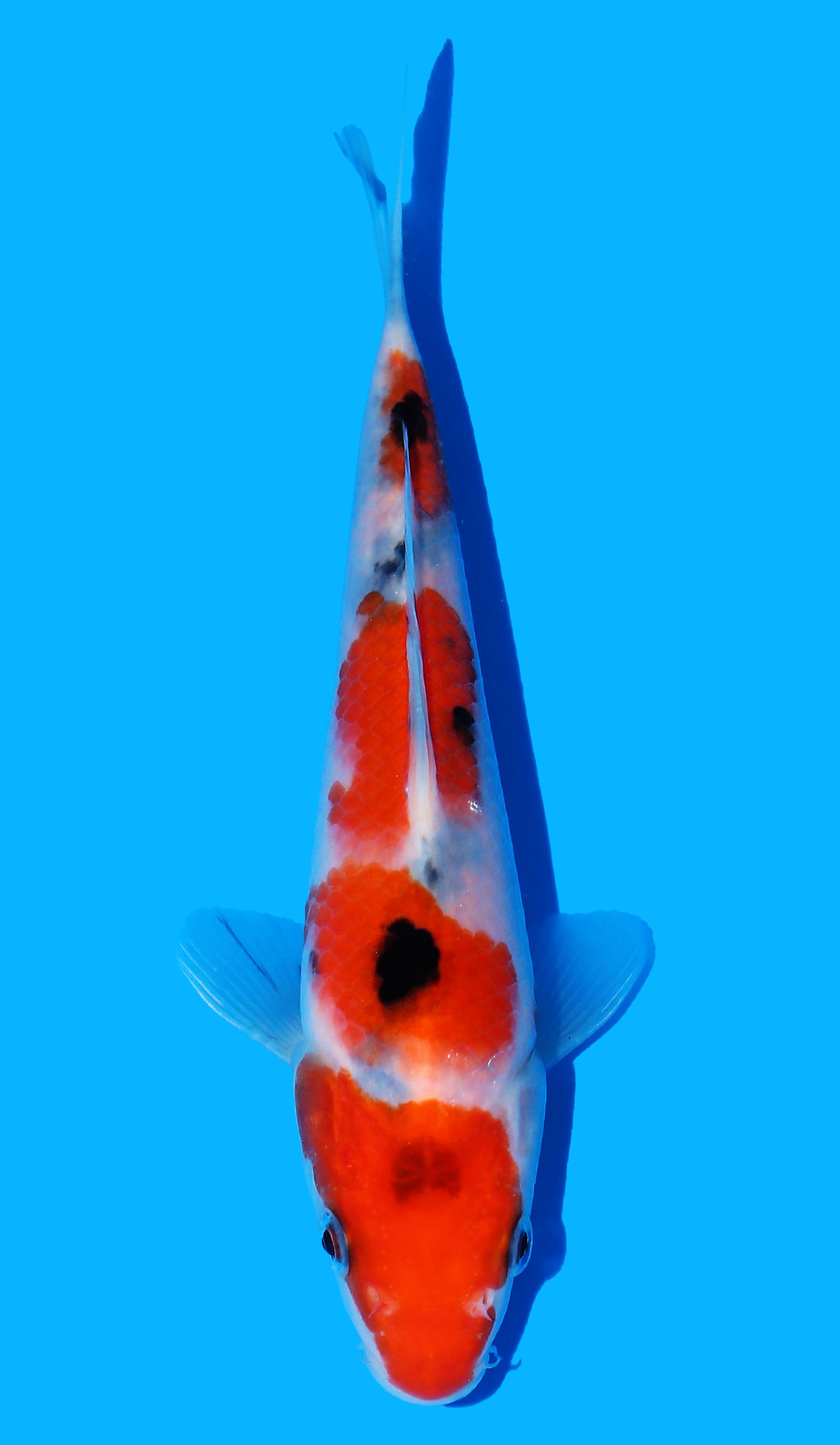 Photo of Sanke Koi