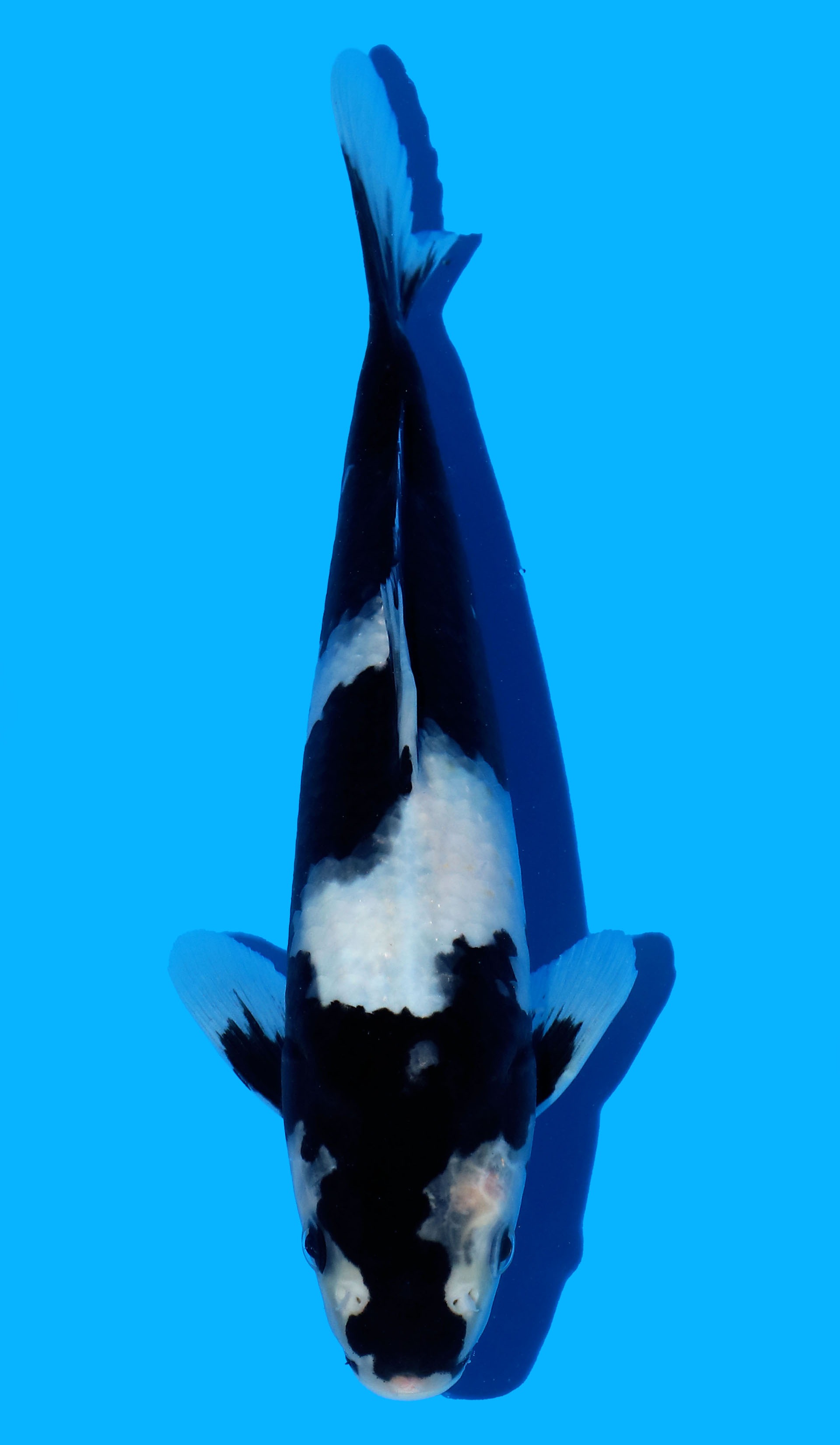 Photo of Shiro Utsuri Koi