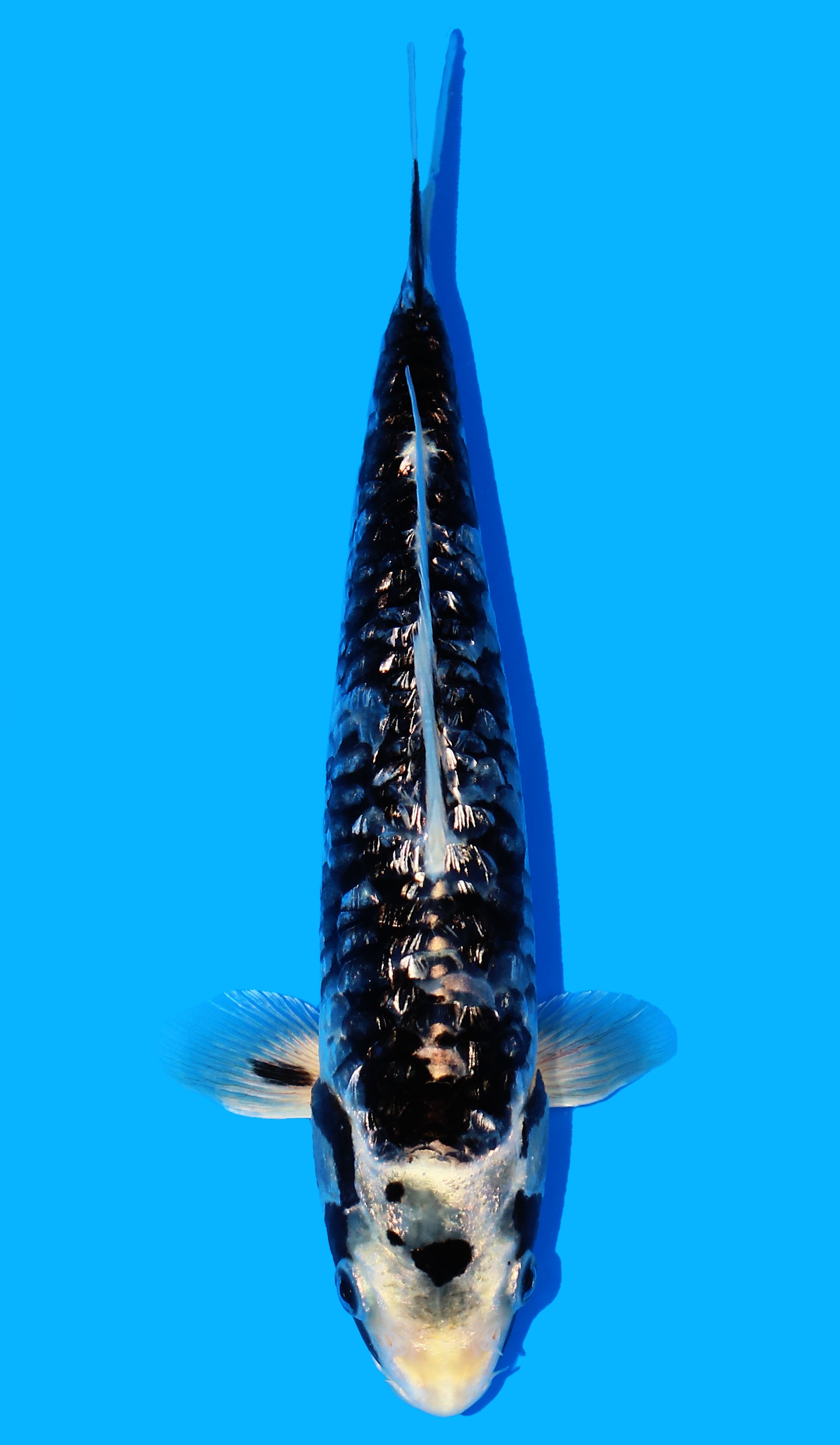 Photo of Aragoke Kumonryu Koi