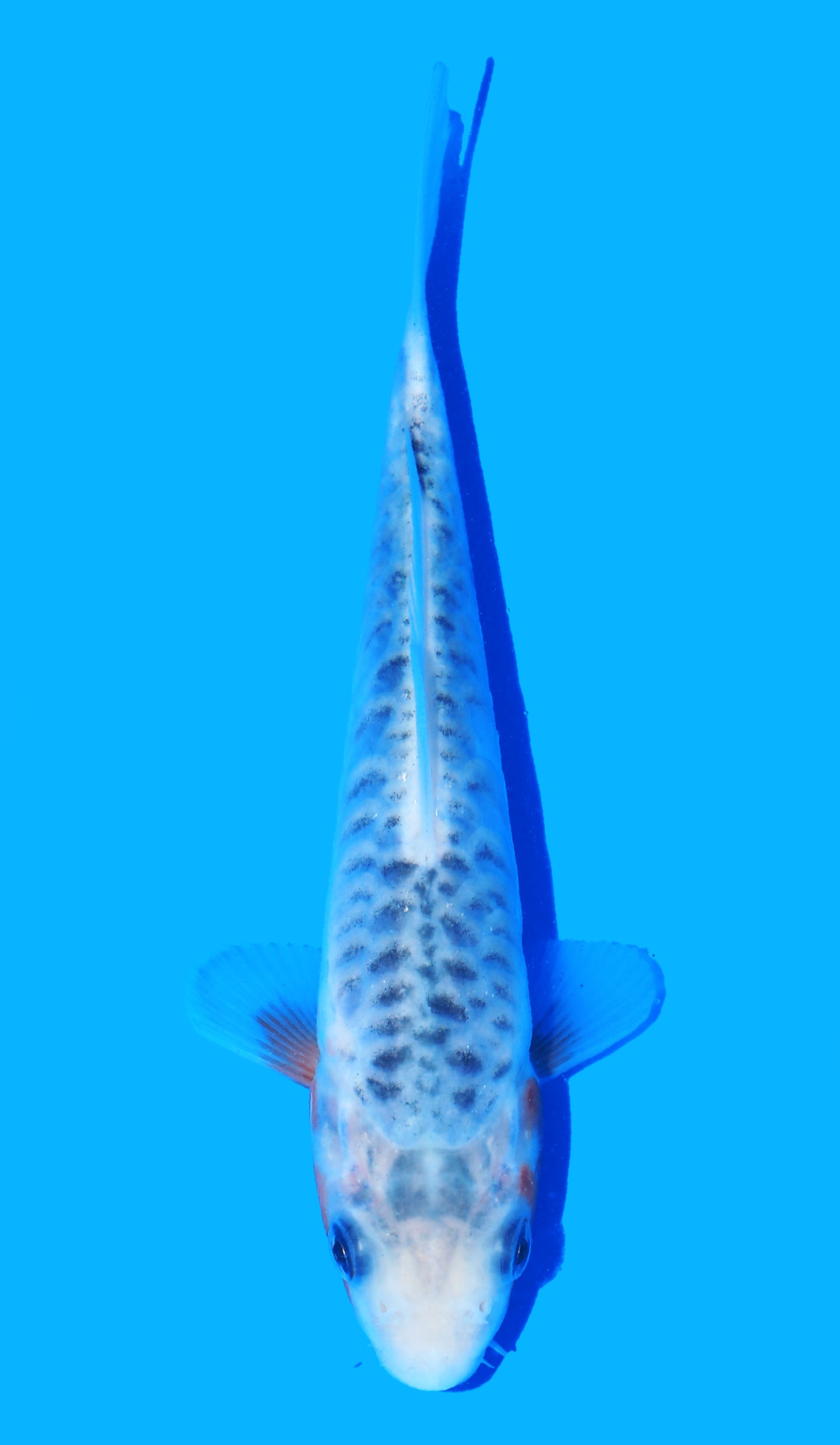 Photo of a koi fish