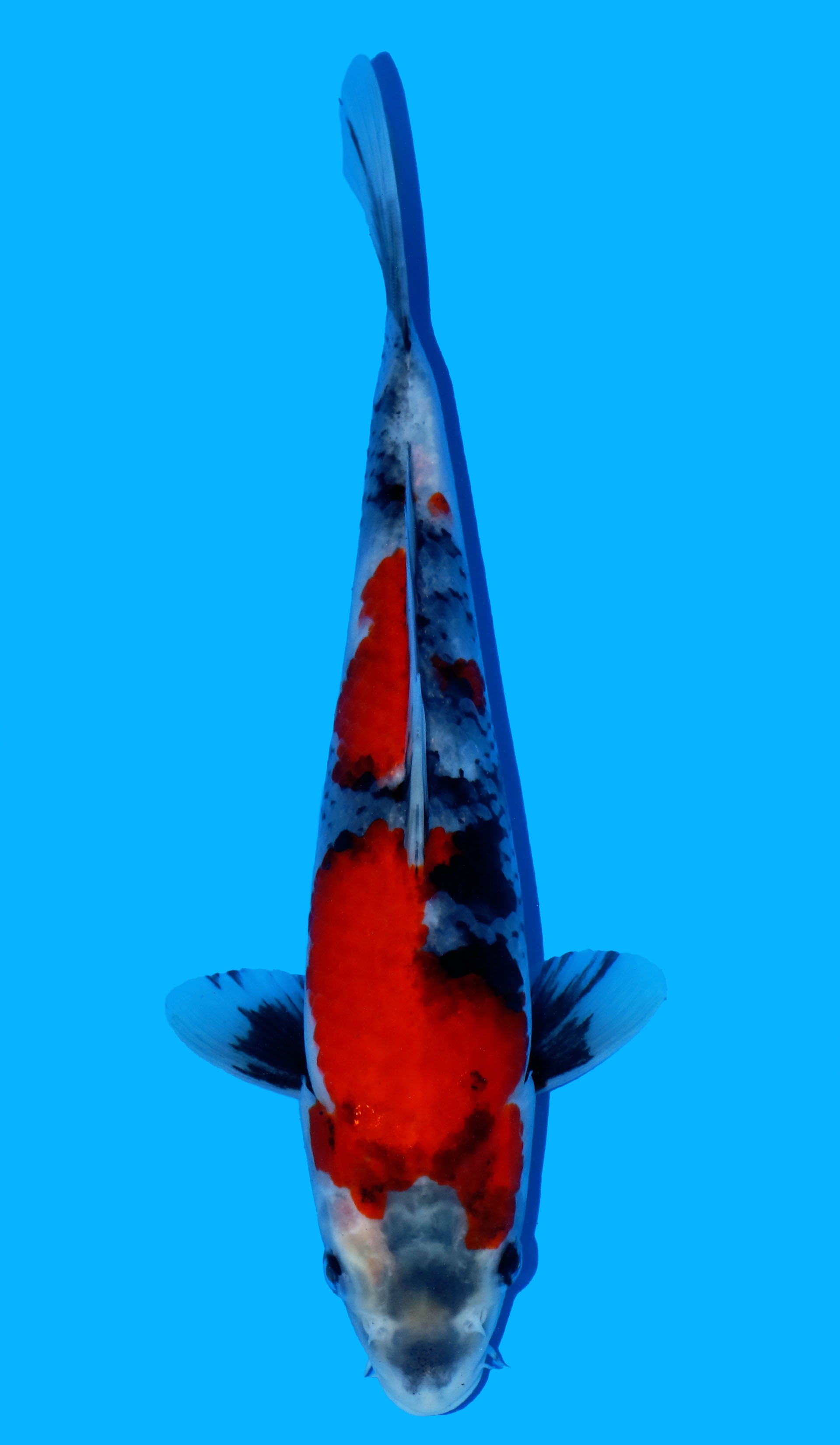 Photo of a koi fish