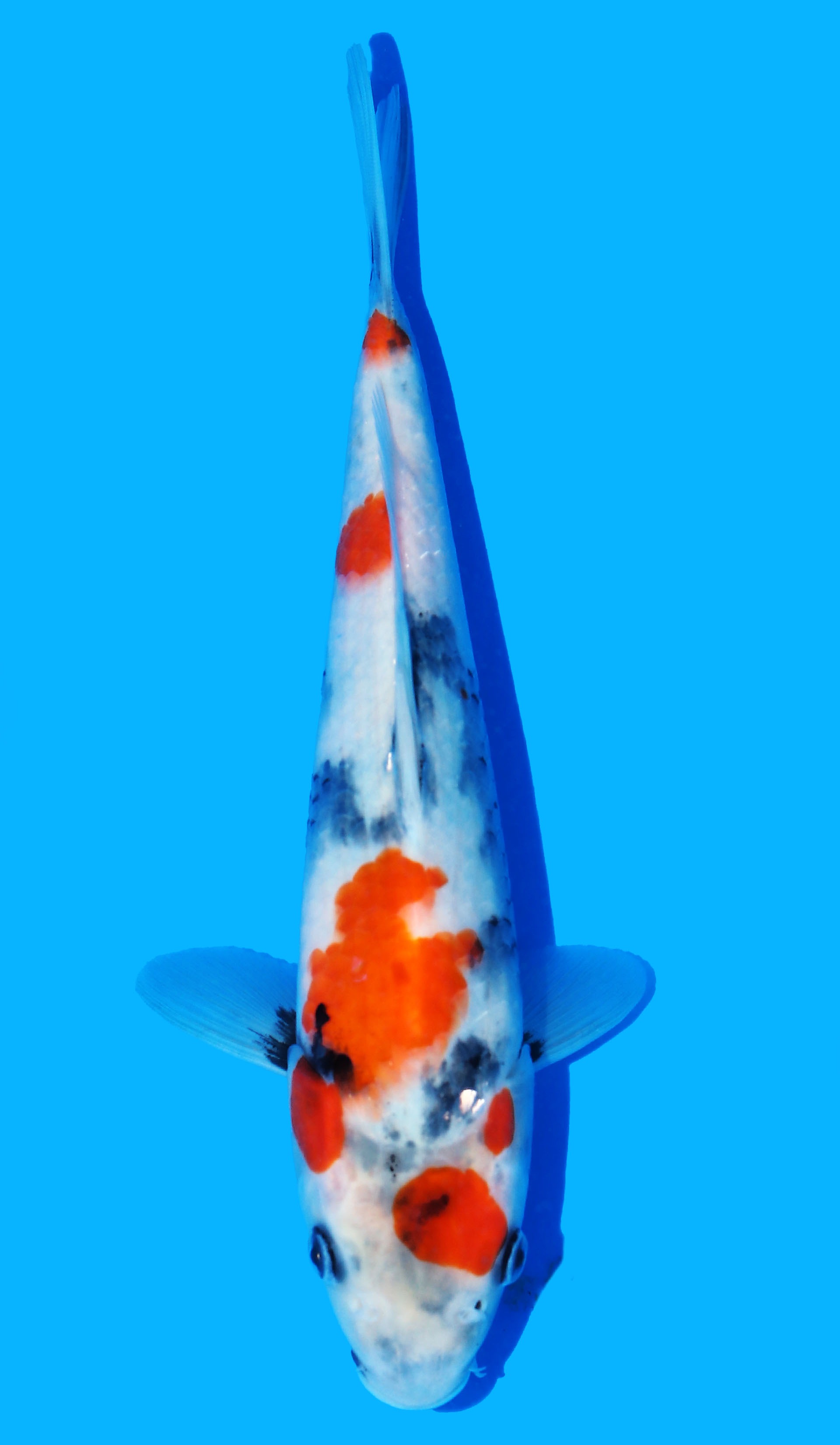 Photo of Kindai Showa Koi