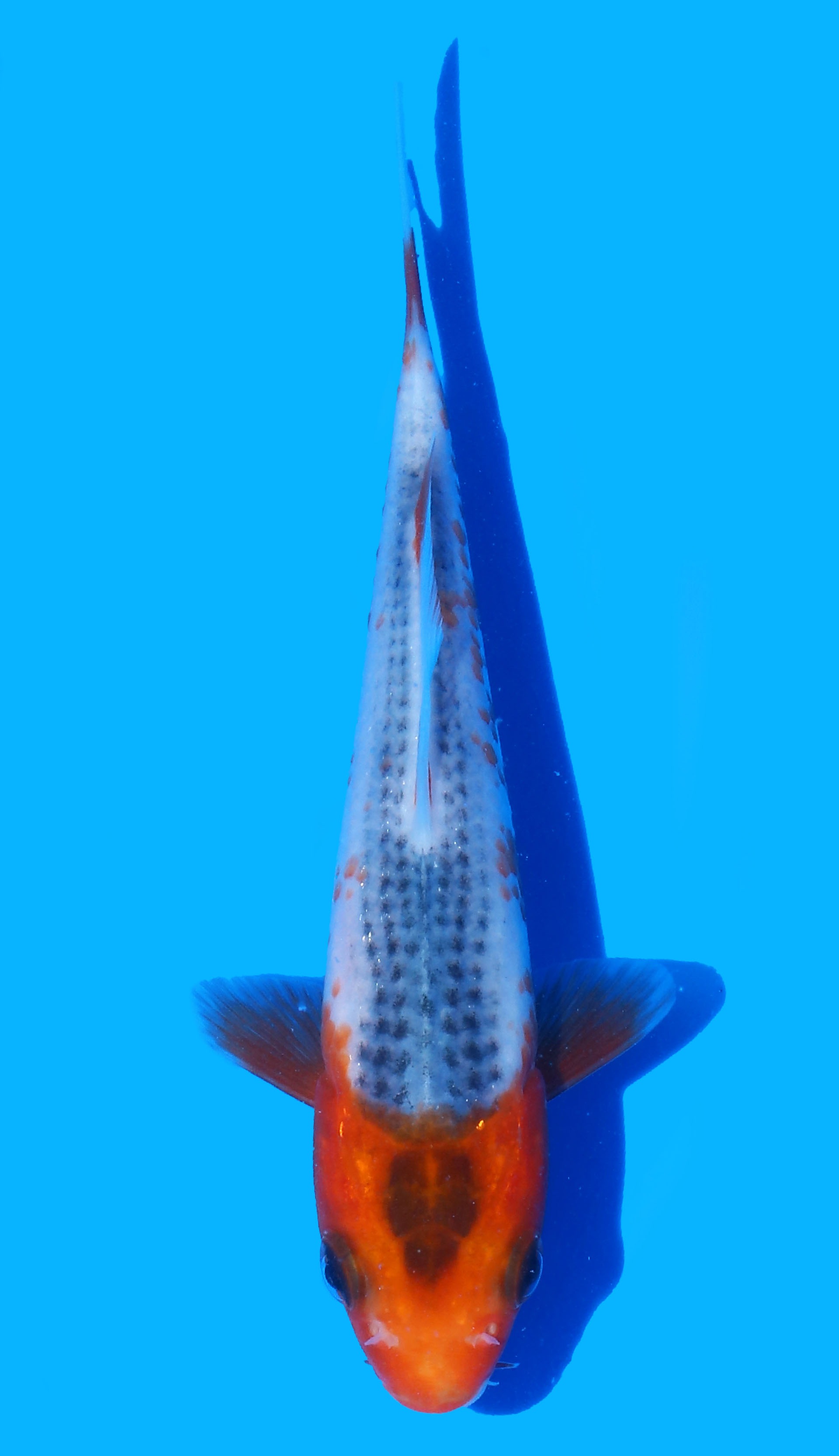 Photo of Golden Corn Koi