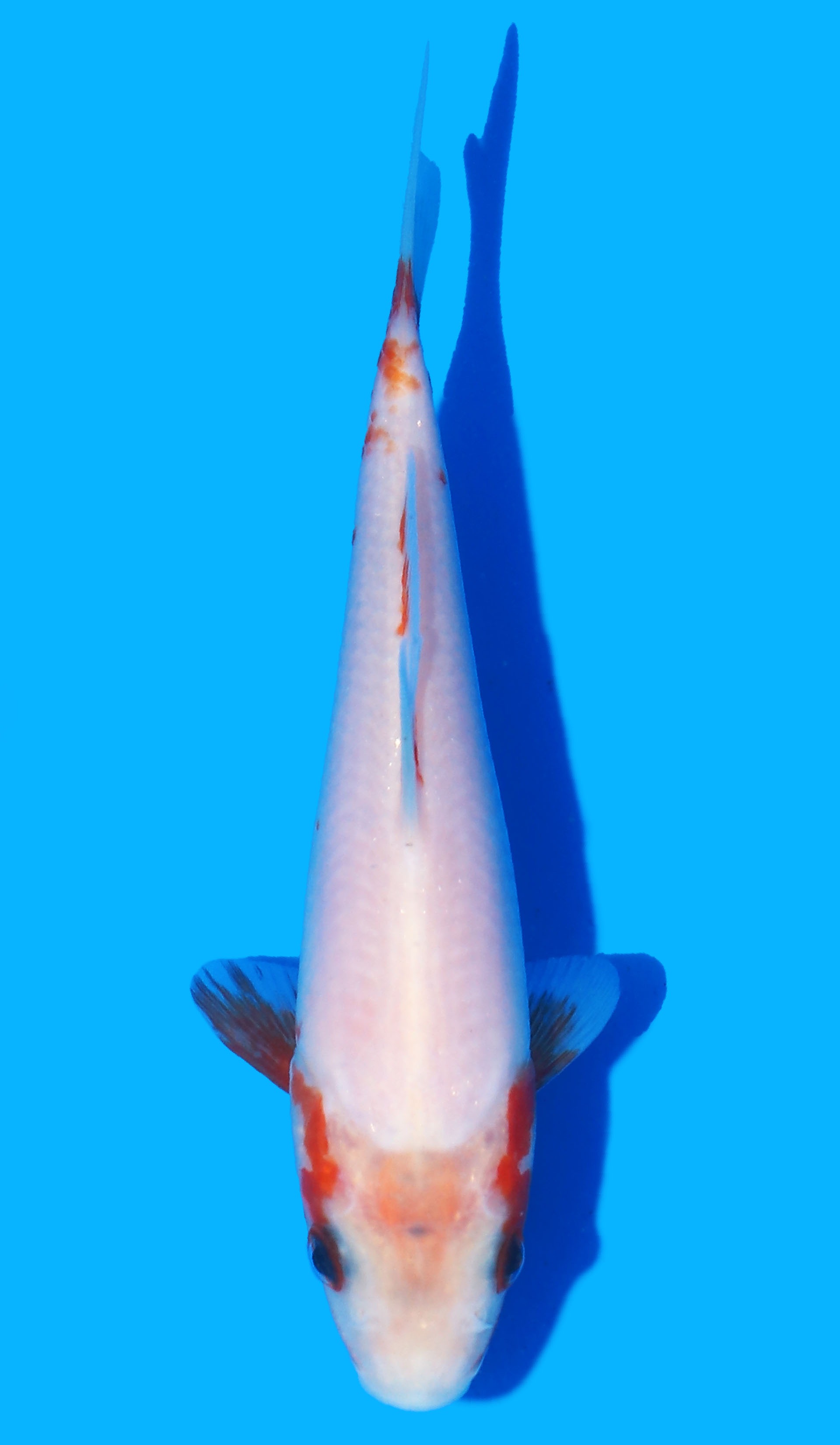 Photo of Yuki Asagi Koi